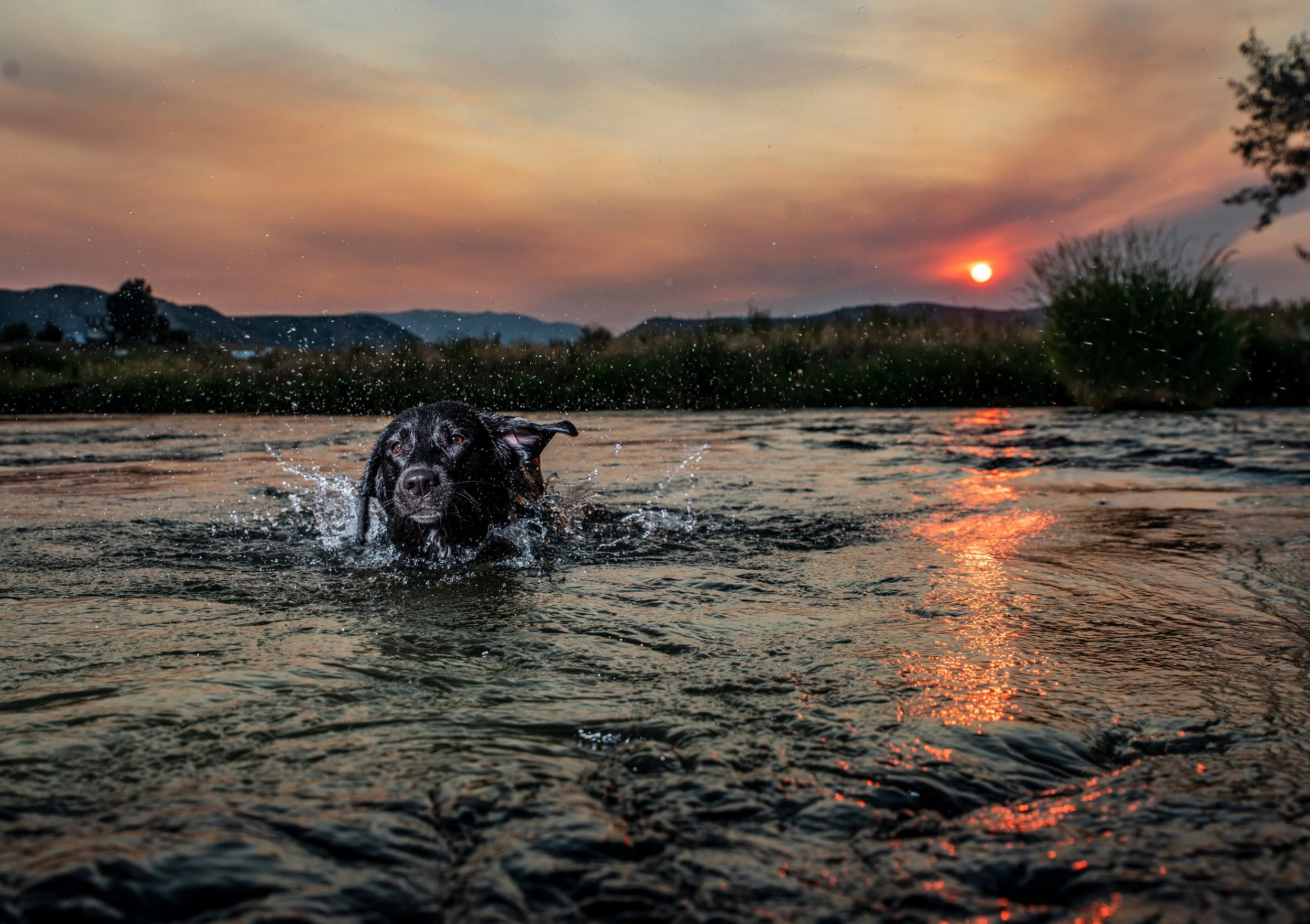 A black dog swimming in a river during sunset with orange and pink sky, mountains in the background, and water splashing around the dog.