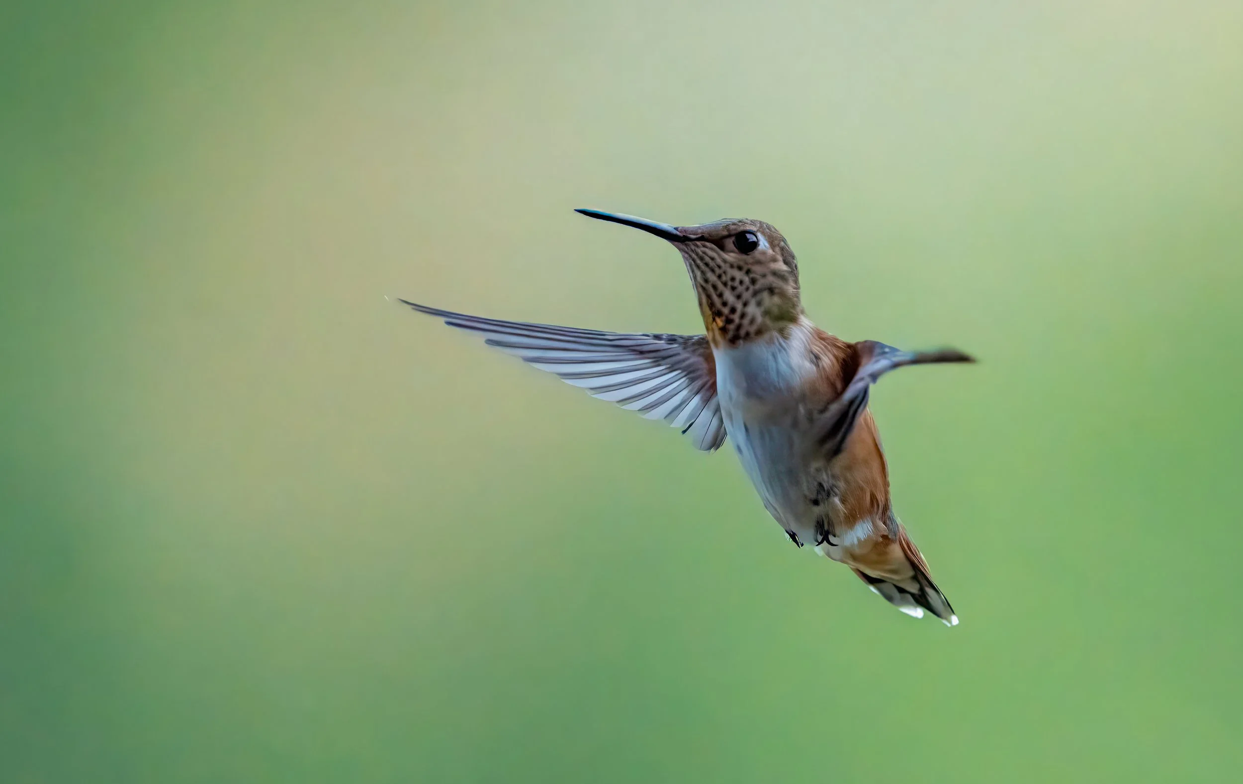 Close-up of a hummingbird in mid-flight with wings spread, against a blurred green background.