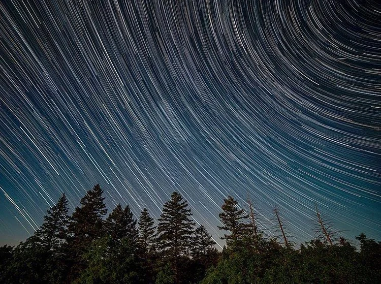 Long exposure photograph of star trails in the night sky over a silhouette of pine trees.