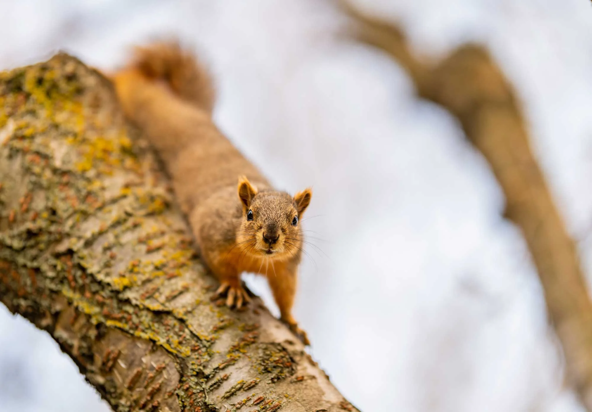 Close-up of a squirrel on a tree branch looking at the camera