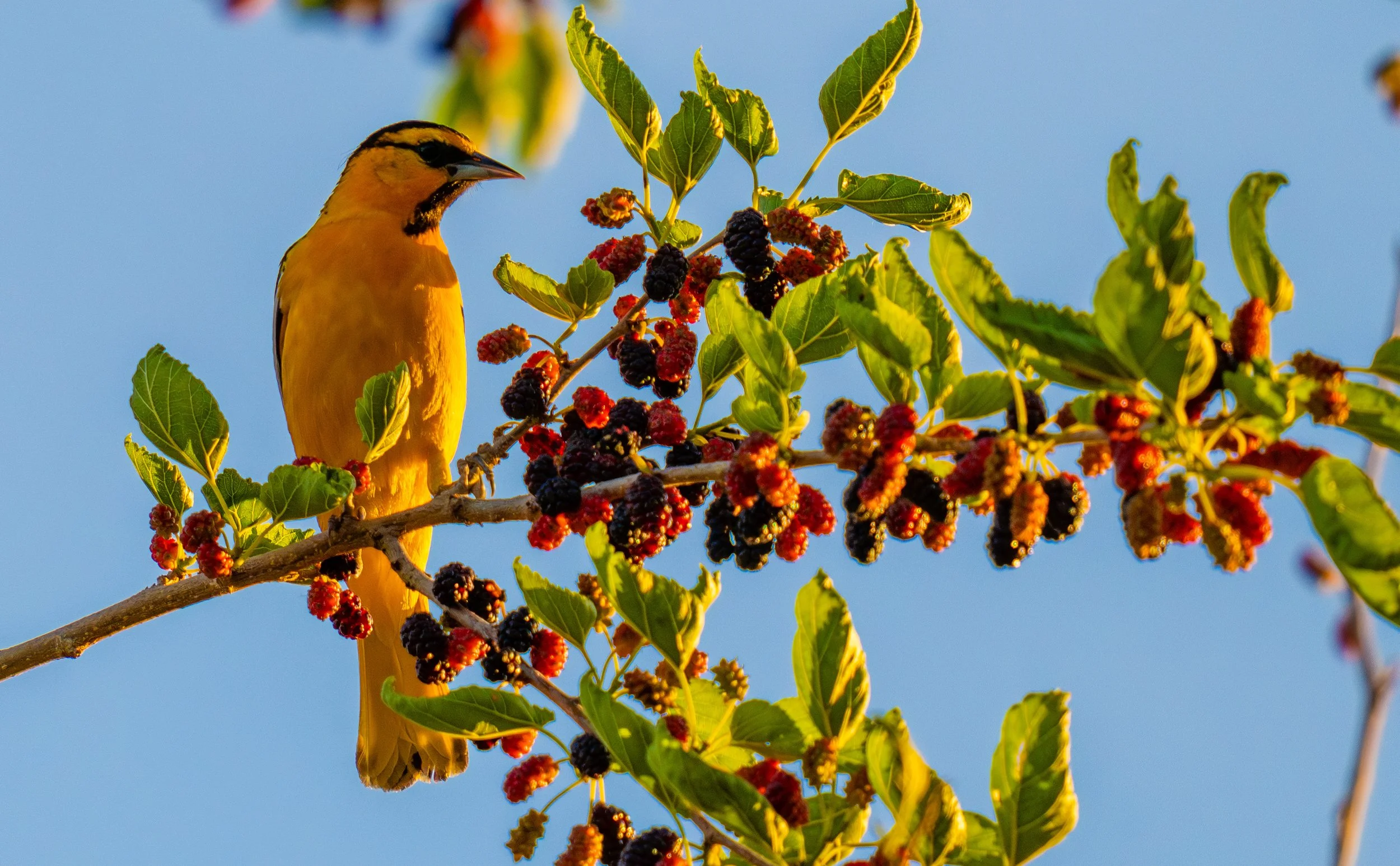 A yellow bird perched on a branch with green leaves and ripe blackberries against a blue sky.