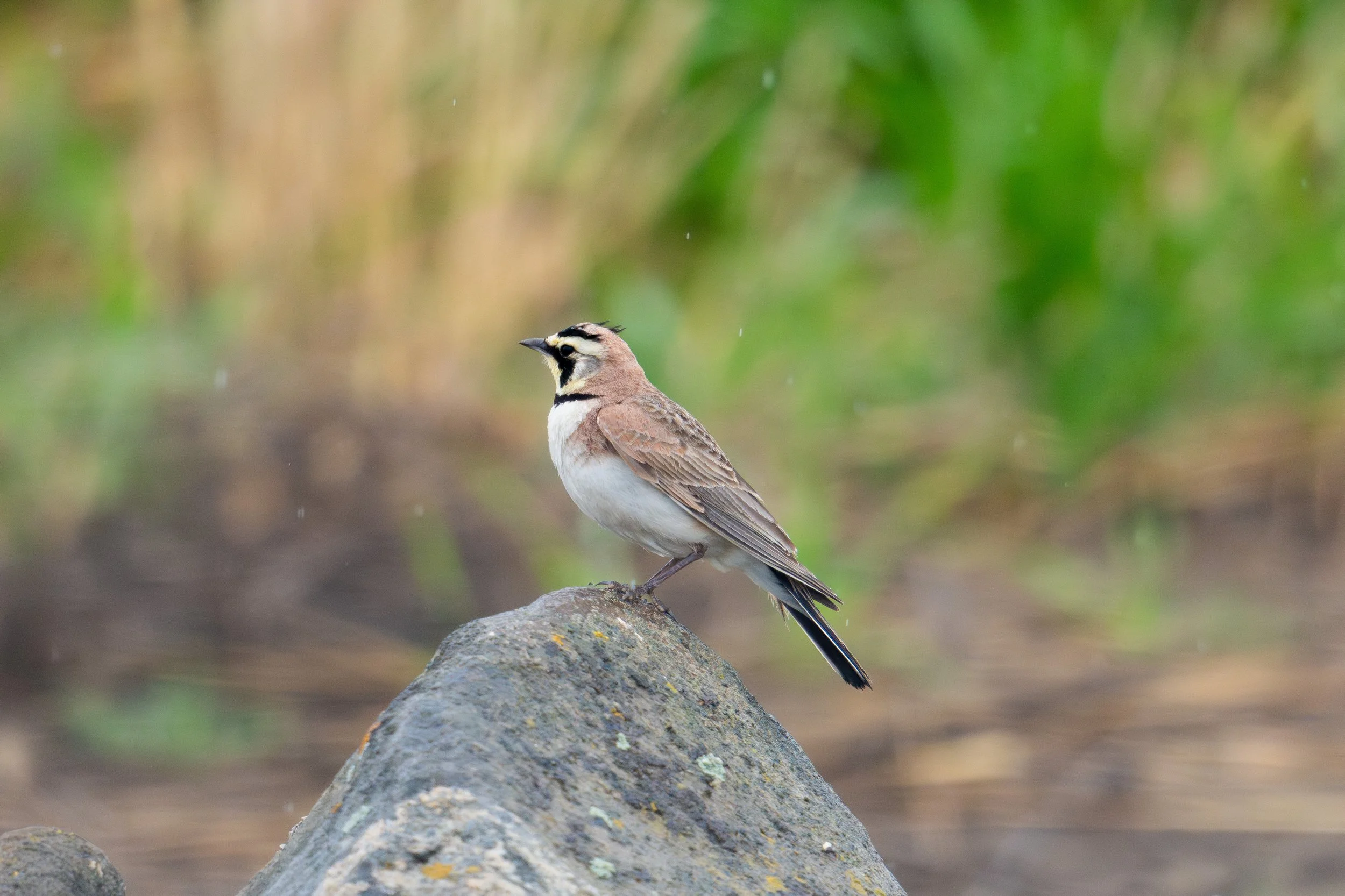 A small brown and white bird, a crested bird, perched on a rock, with blurred green and brown background.