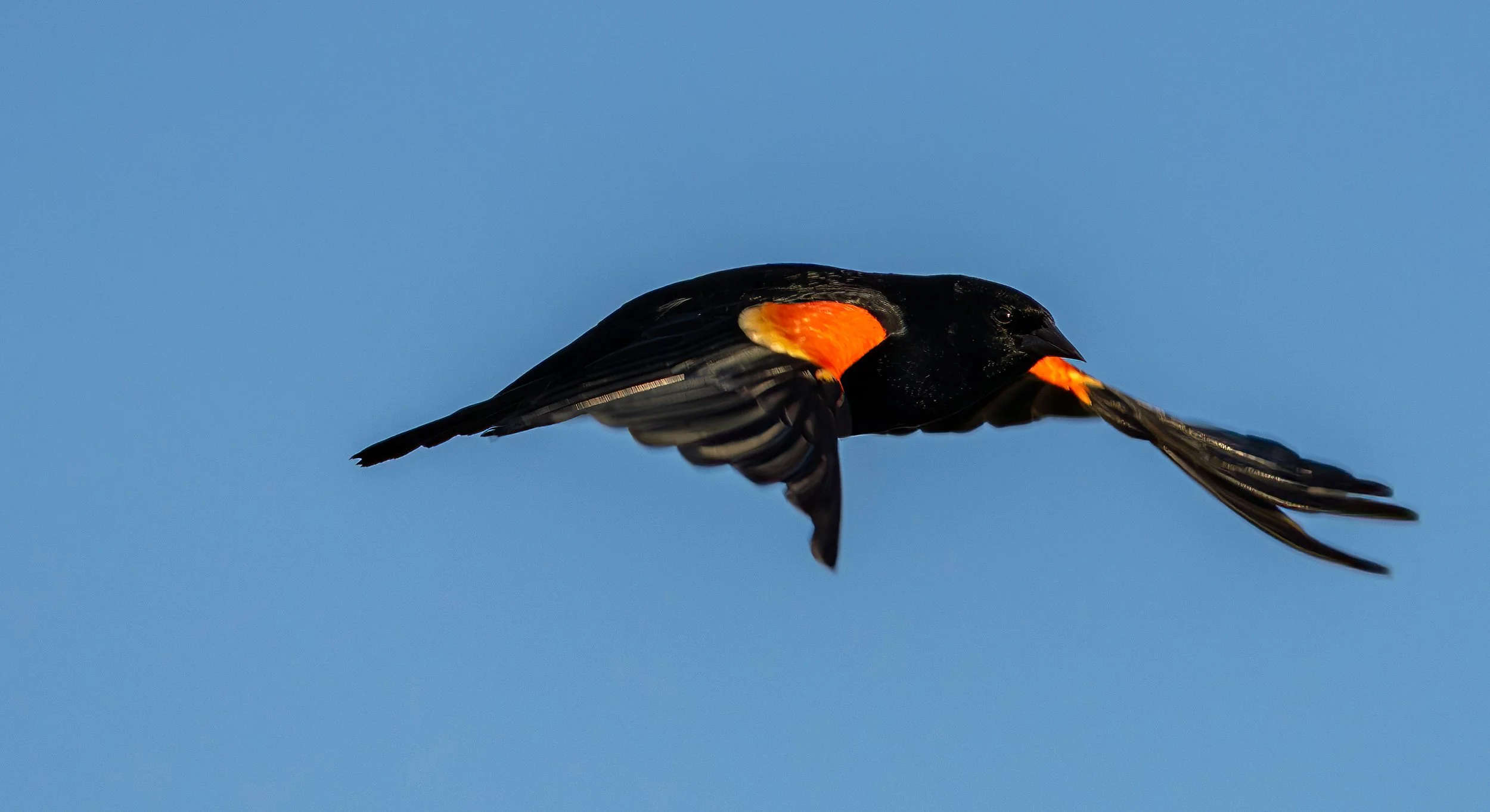 A bird with black feathers and bright orange patches on its wings and a patch near its beak, flying against a clear blue sky.