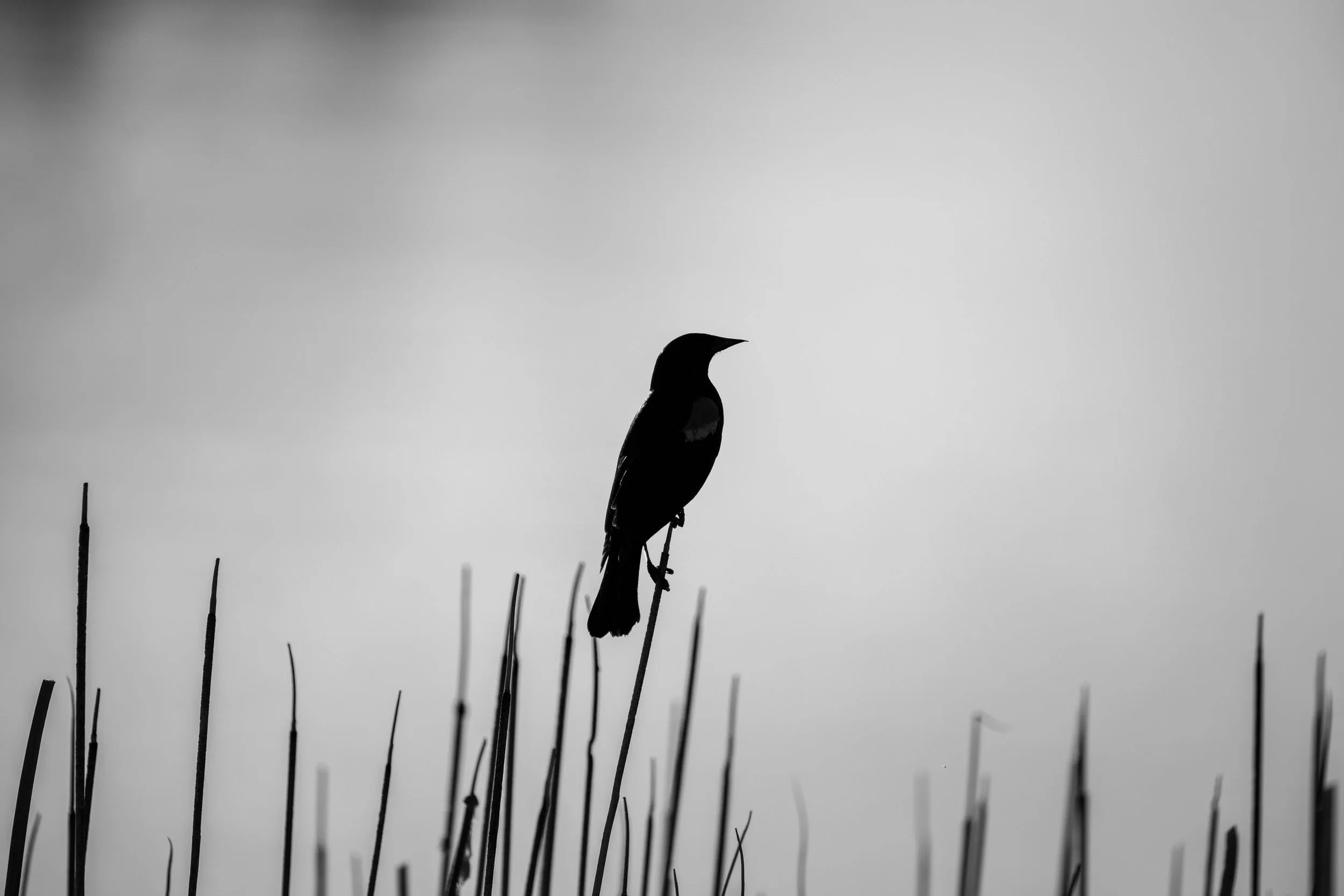 Silhouette of a bird perched on a tall reed against a cloudy sky in black and white.