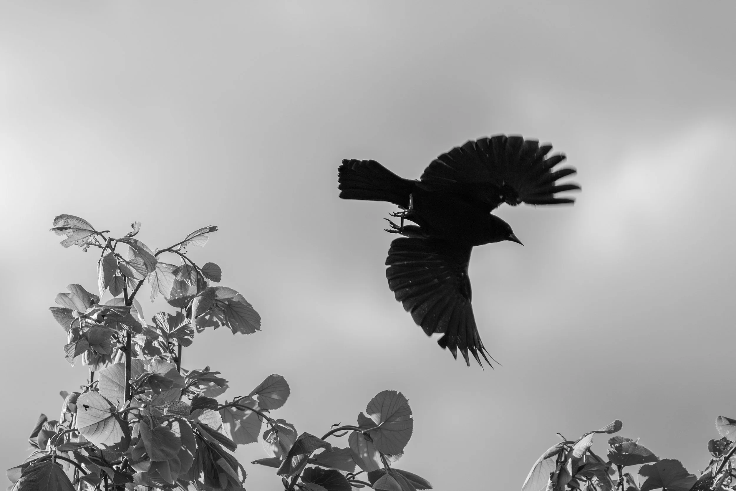 Silhouette of a bird in flight above leafy branches in black and white.