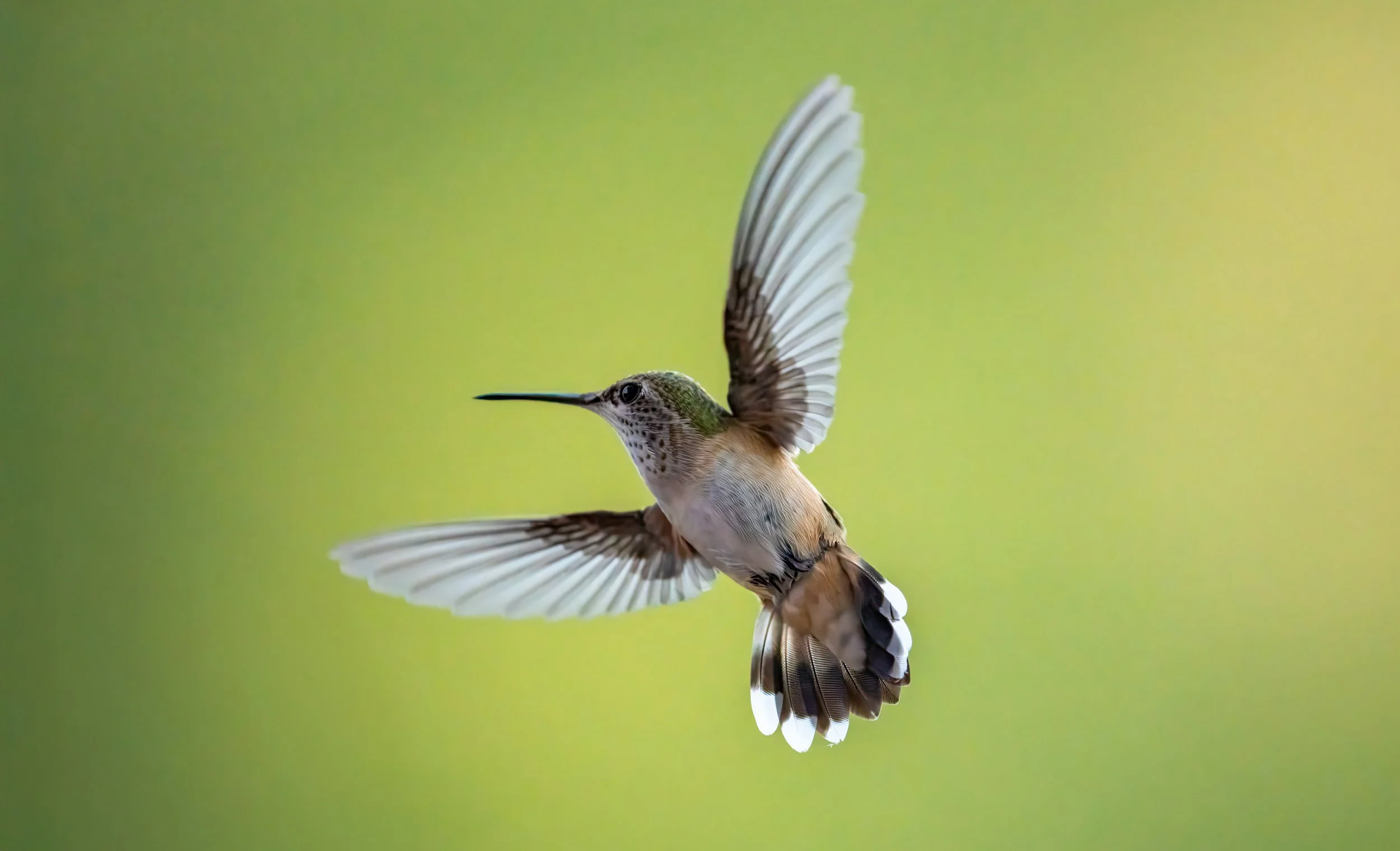 A hummingbird in flight with wings extended against a green background.