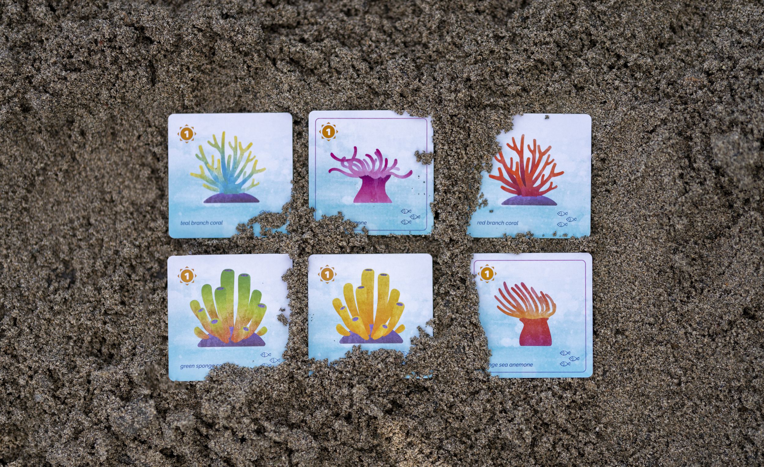 Six colorful coral cards partially buried in sand arranged in two rows of three, depicting different types of coral with labels such as 'teal branch coral,' 'red branch coral,' 'green sponge coral,' and 'orange sea anemone.'