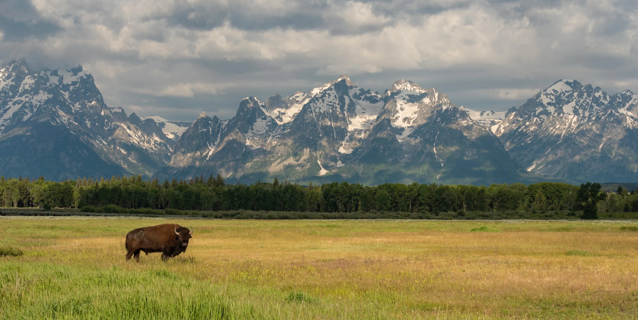 A bison standing in a grassy field with a backdrop of snow-capped mountains and a cloudy sky.