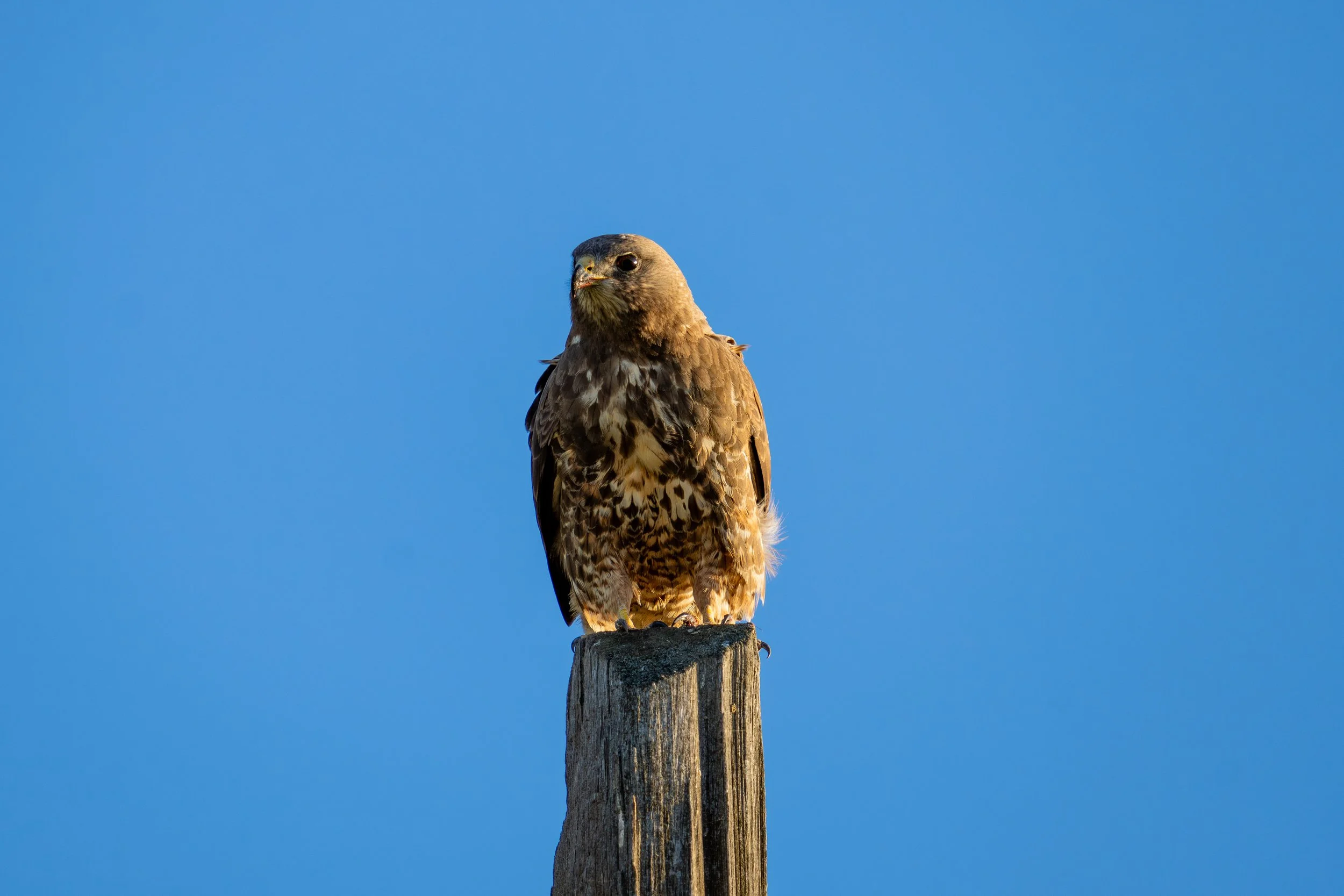 A bird of prey, possibly a hawk, perched on top of a weathered wooden post against a bright blue sky.