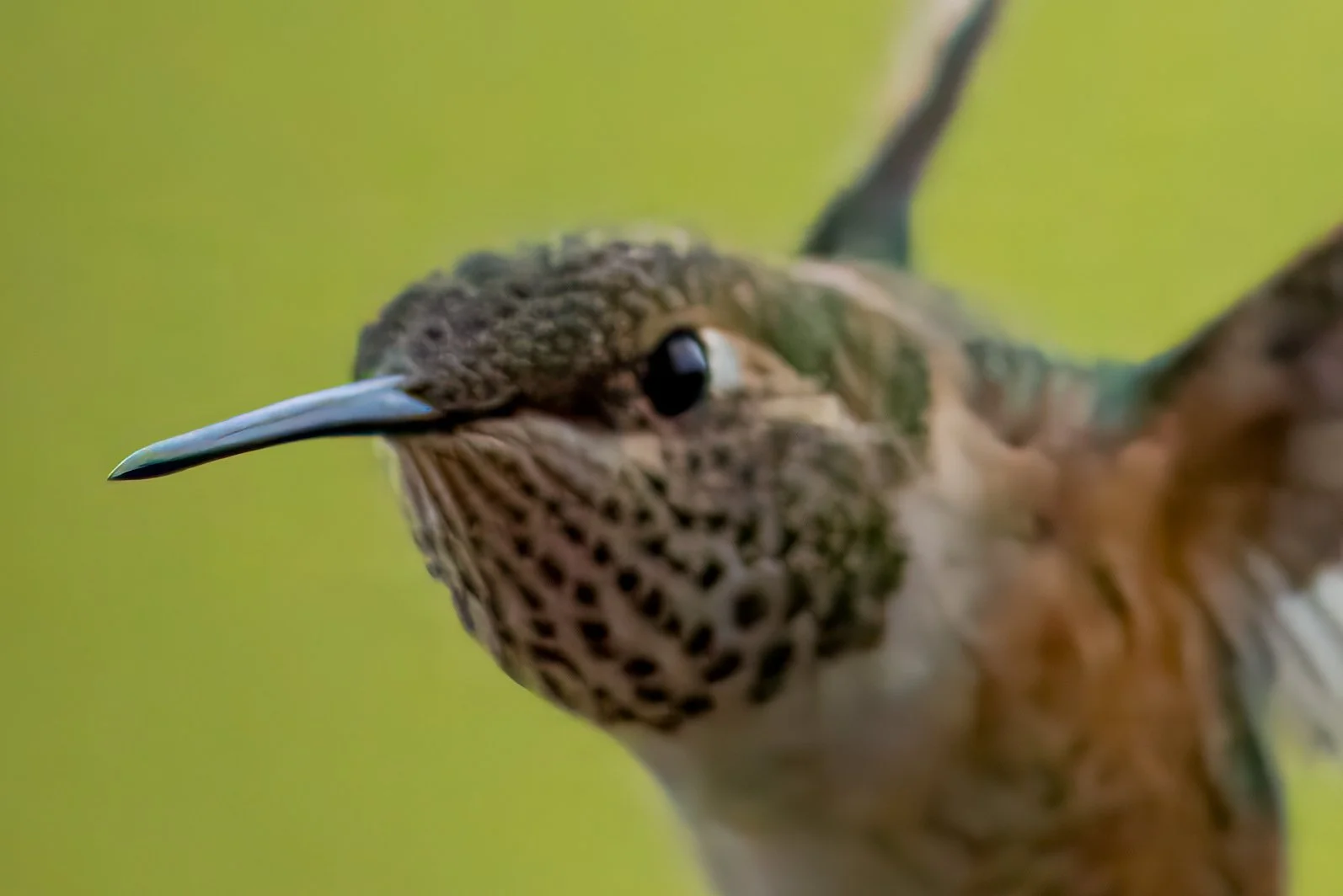 Close-up of a hummingbird with a long, curved beak, dark eye, and speckled brown and green feathers, set against a blurred green background.