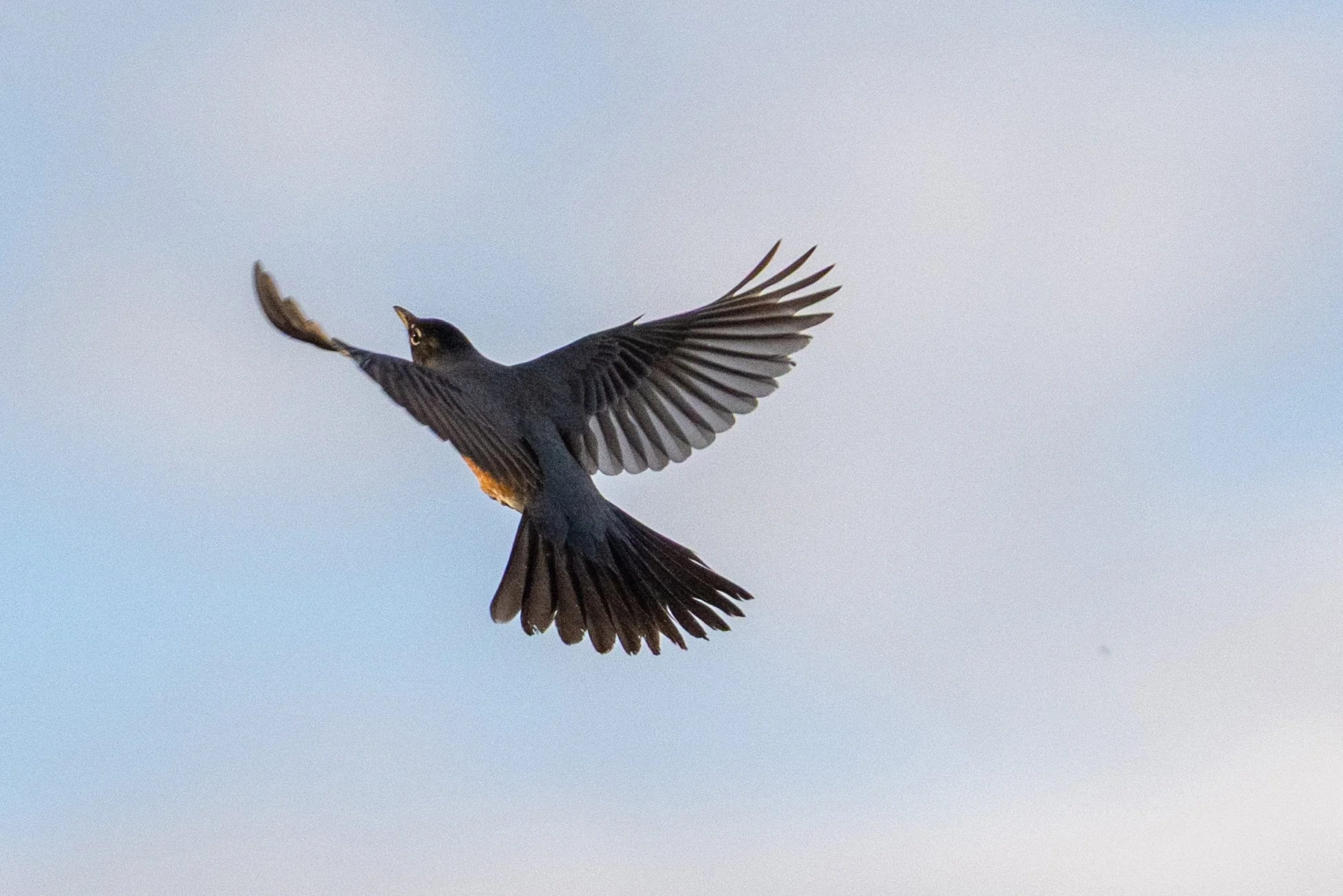 A black bird with yellow eyes flying in a clear sky with some clouds.