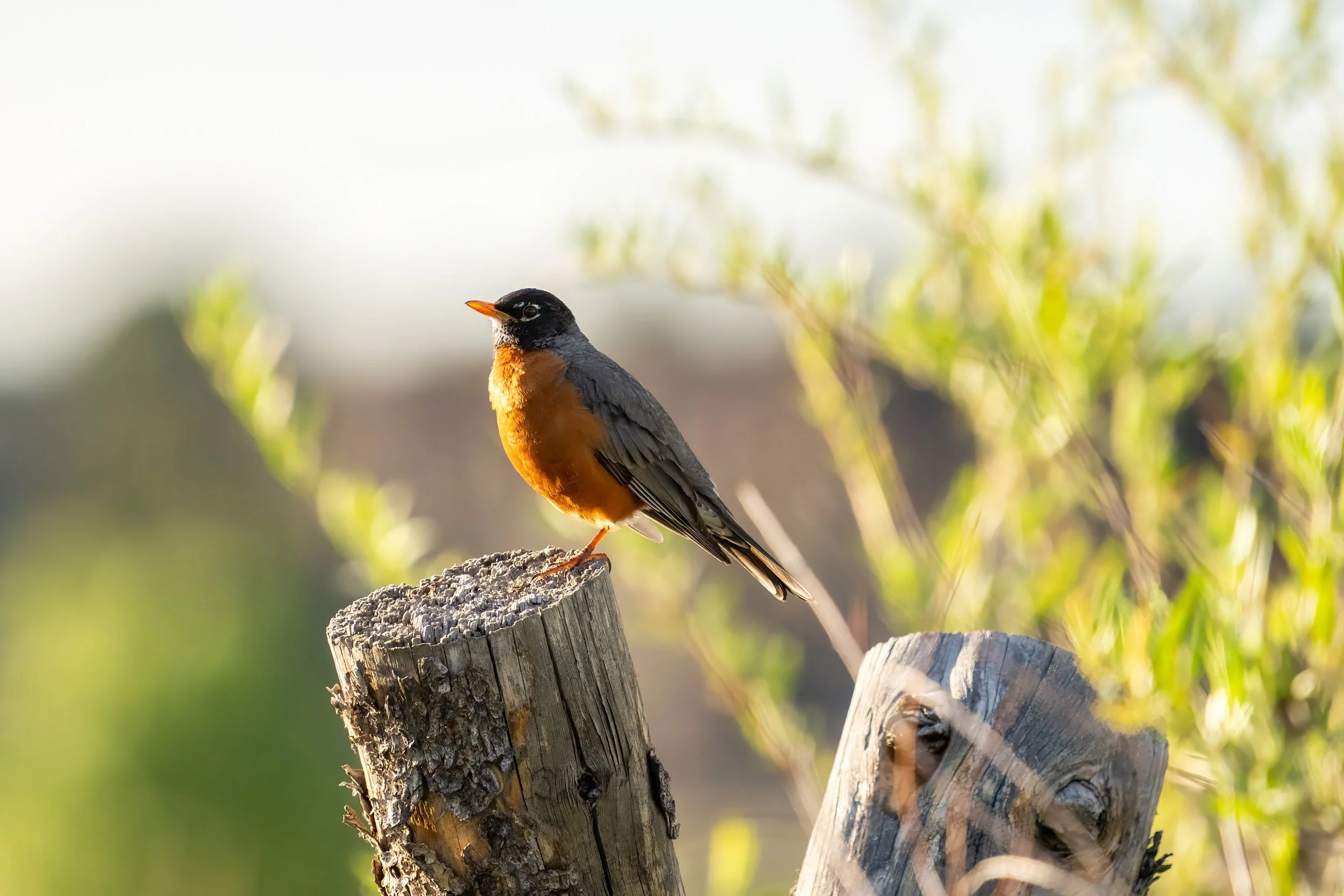 A bird with a black head, orange breast, and gray wings perched on a weathered wooden post outdoors.