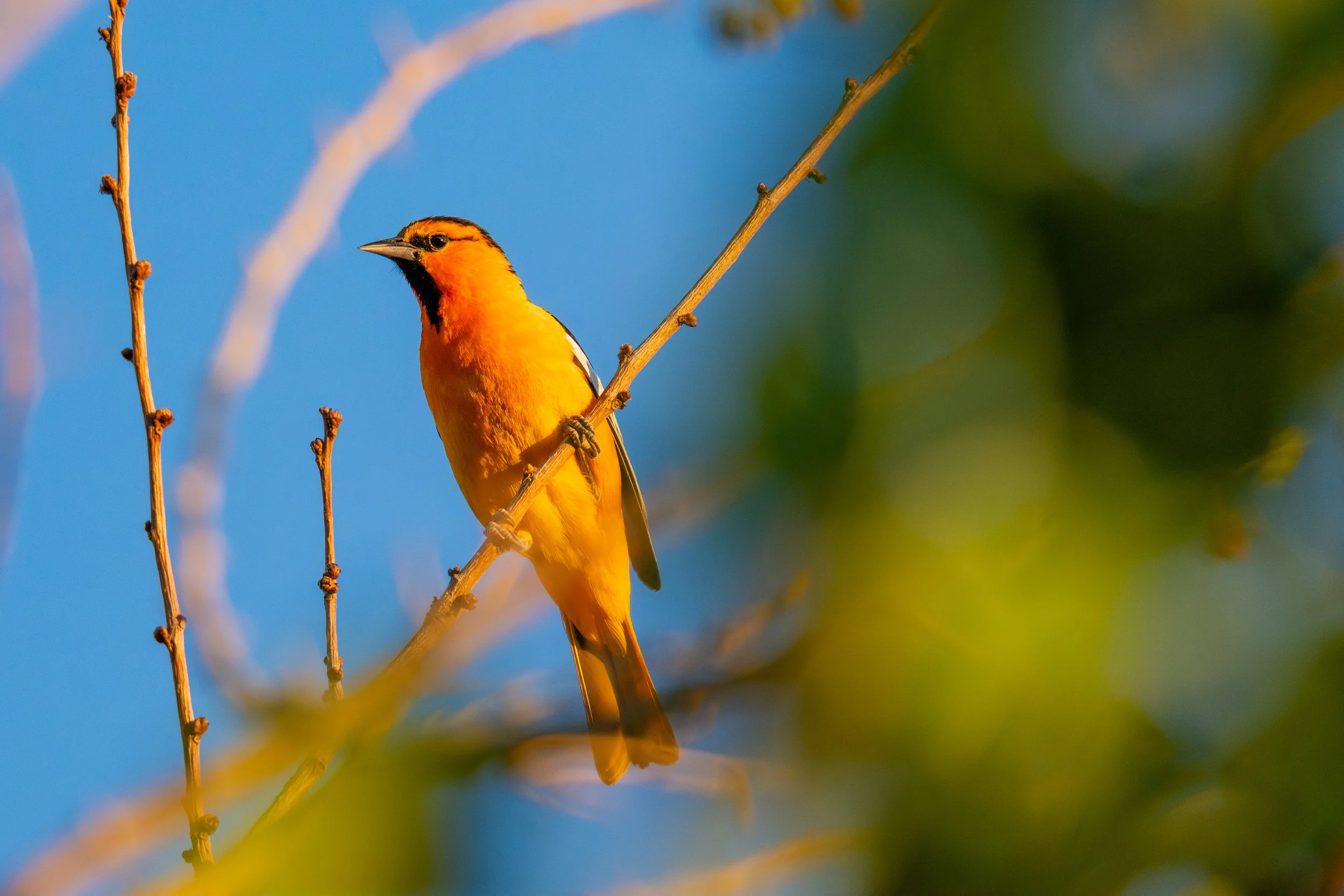 A brightly colored orange and yellow bird perched on a thin branch with a blue sky in the background.