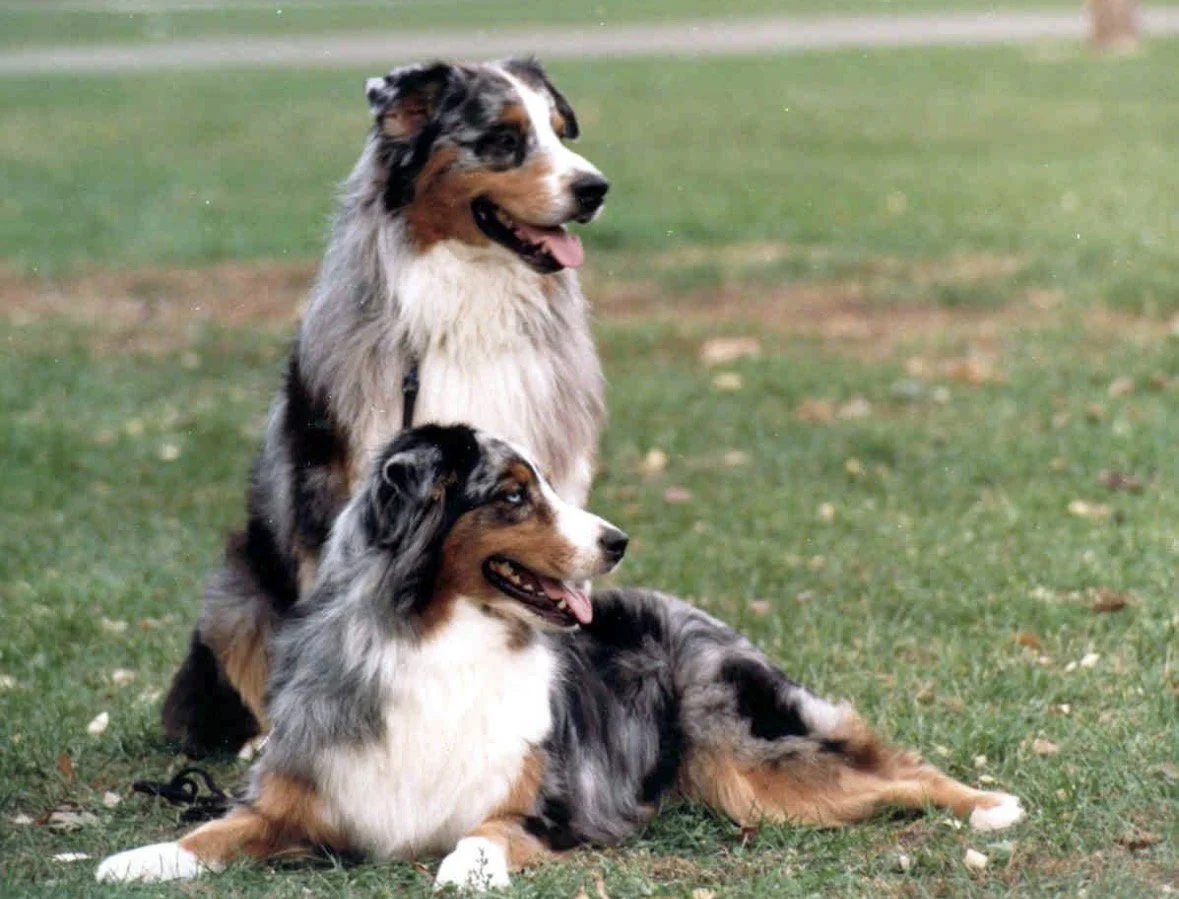 Two Australian Shepherd dogs, well behaved, outdoors. Nikki Marenbach. Wyndcrest Aussies.