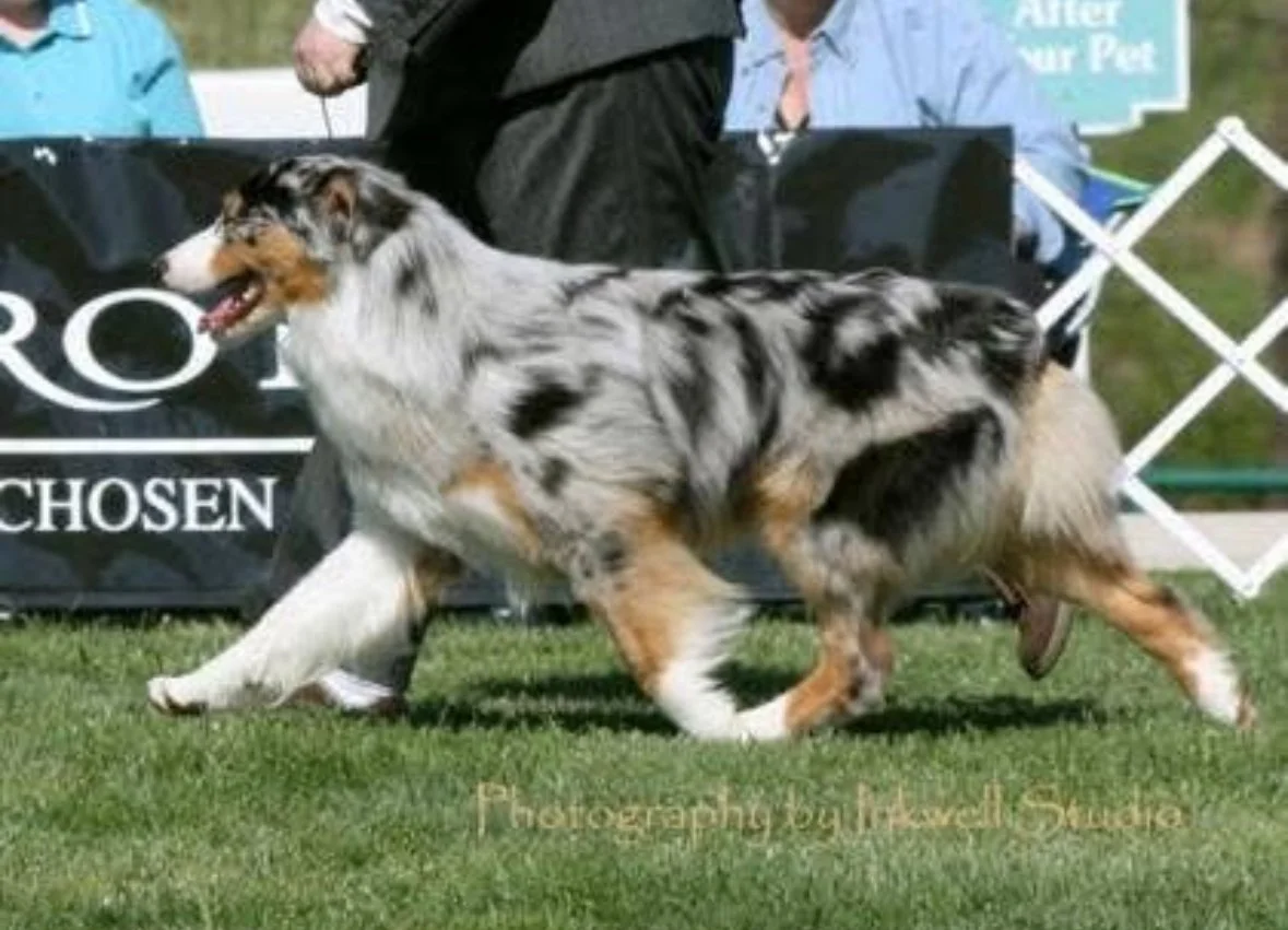 Australian Shepherd dog walking outside on grass during a dog show or competition.