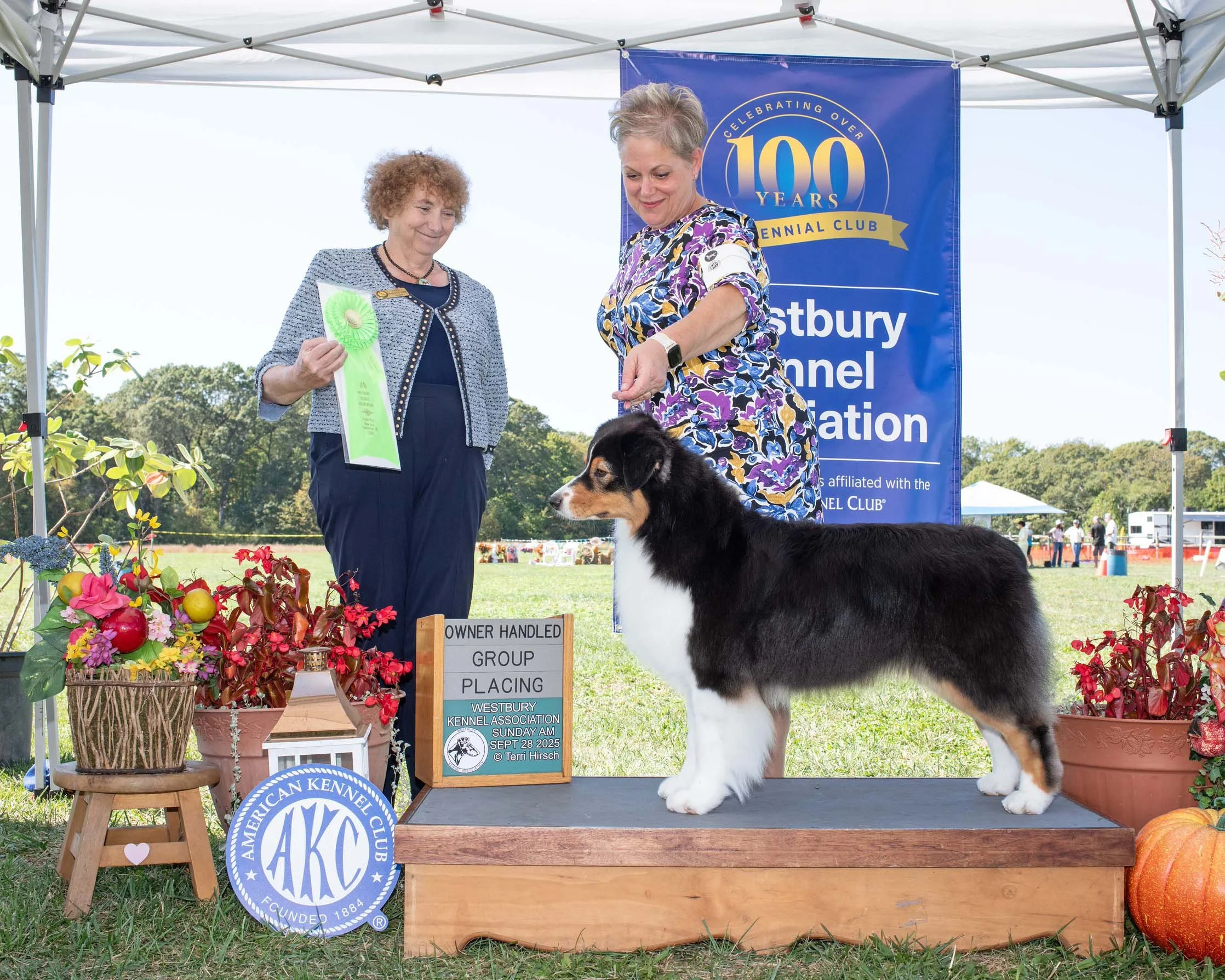 A dog show awards ceremony with a young Australian Shepherd dog on a platform, two women, and various decorations including flowers and a pumpkin, under a tent with a banner for the Westbury Kennel Association.