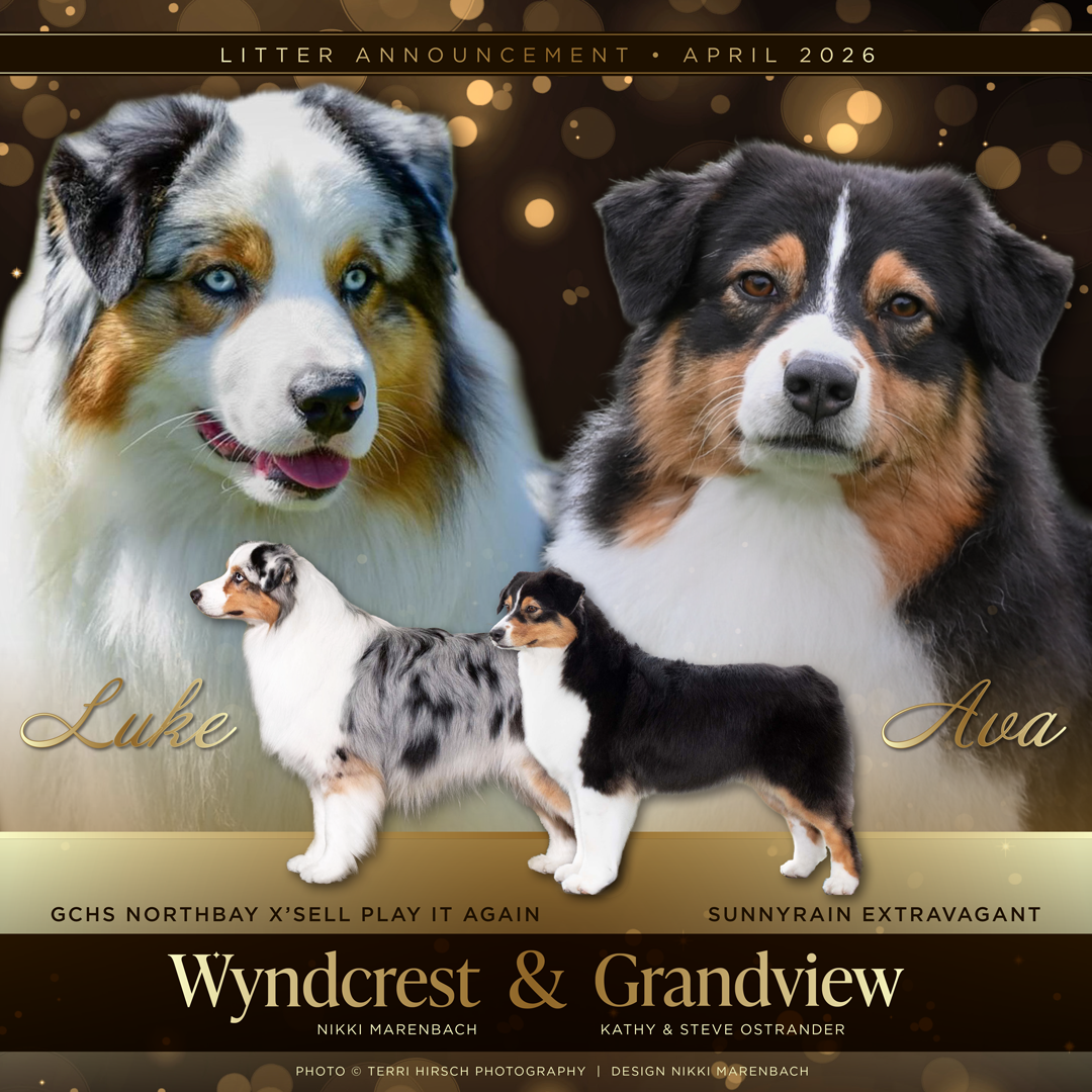 Litter announcement poster for puppies, featuring images of Australian Shepherd and Border Collie dogs along with the names Luke and Ava, with a gold and black background decorated with lights.