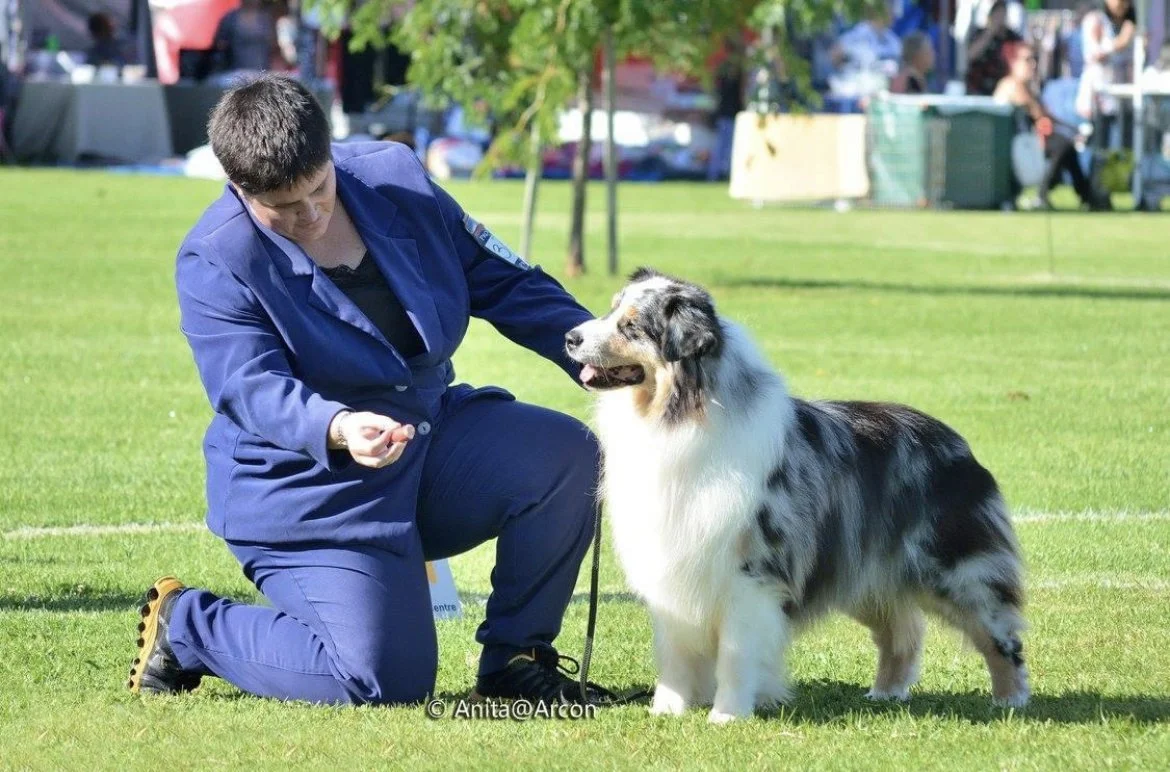A person kneeling on one knee, dressed in a blue outfit, with a blue ribbon badge, and a black watch, is holding a leash attached to an Australian Shepherd dog. The dog is standing on grass, appears happy with its tongue out, and is looking at the person. In the background, there are blurred people and tents in a park setting on a sunny day.