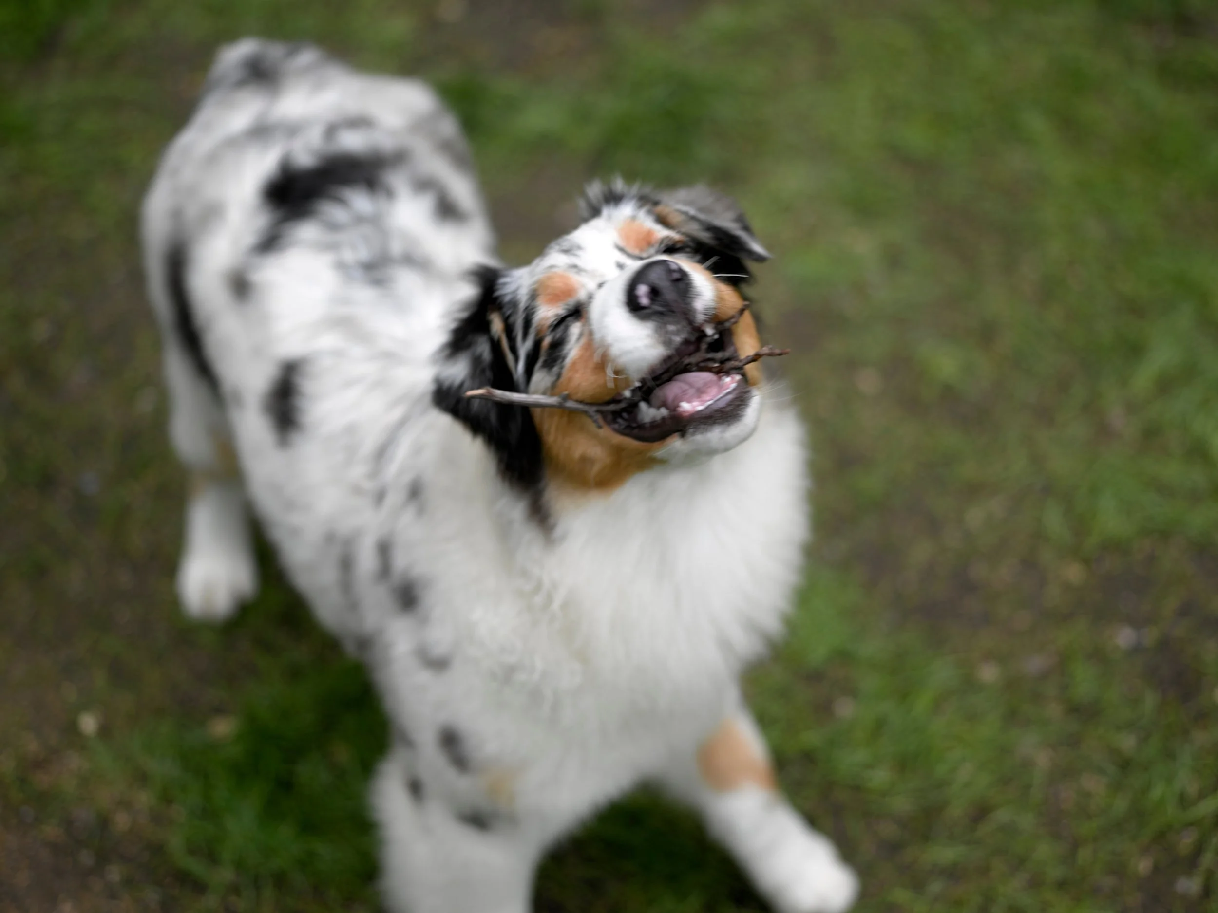 Australian Shepherd dog playing outdoors on grass, playful Aussie, with a joyful expression. Blue merle. Aussie. Nikki Marenbach. Wyndcrest Aussies. Long Island. New York.