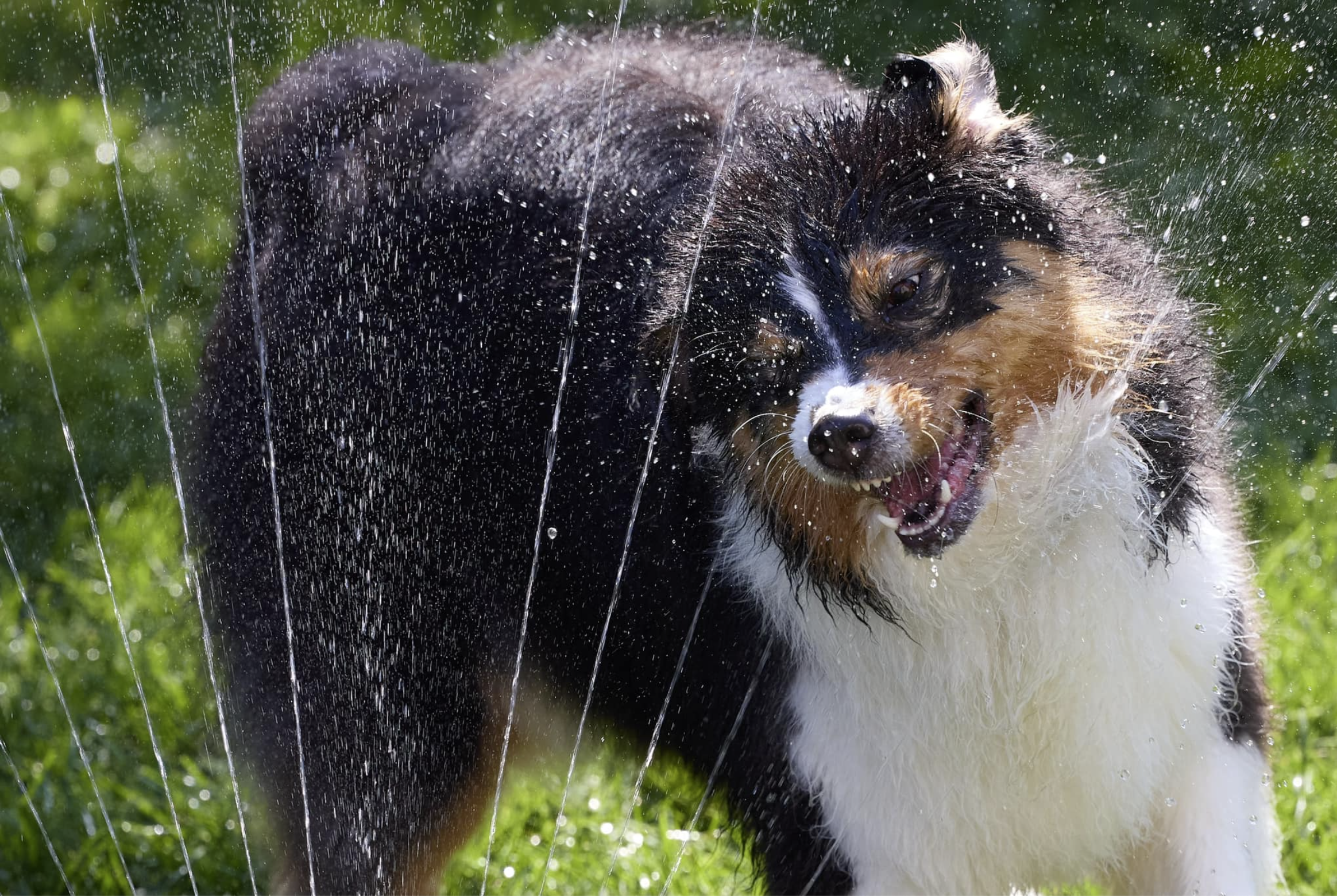 A happy Australian Shepherd dog playing in a water sprinkler on a sunny day, with water spray and green grass in the background.