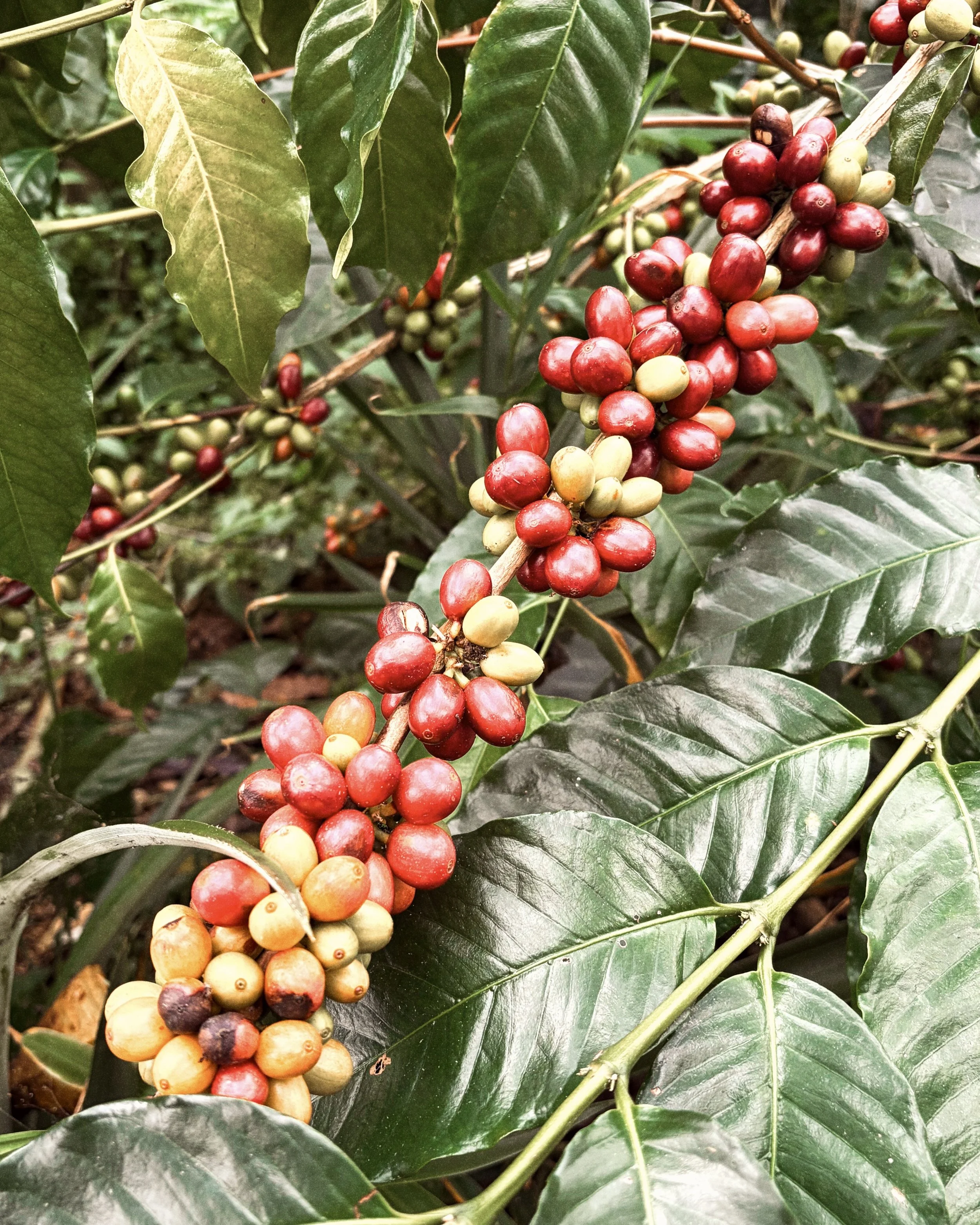 S-795 Coffee Cherries