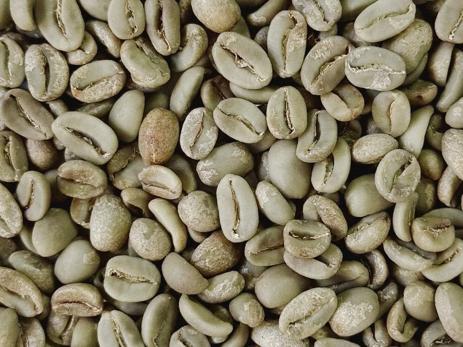 gayo arabica