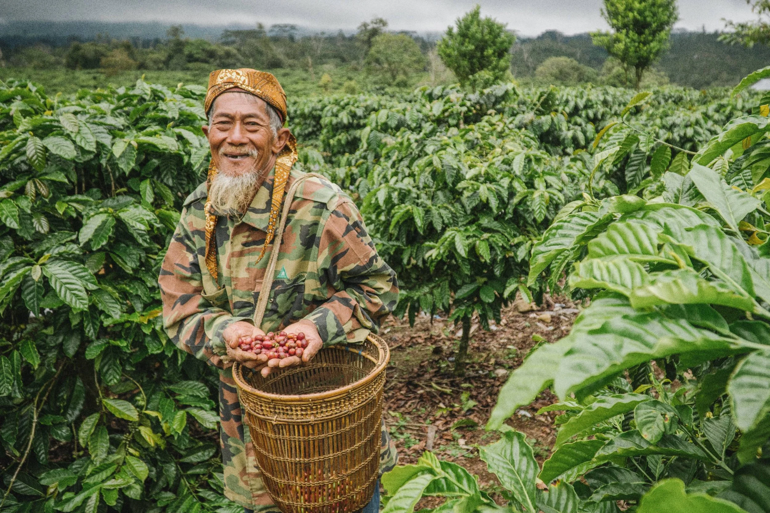 An elderly man with a gray beard and a bright smile, wearing a camouflage jacket and a traditional patterned headscarf, stands in a lush coffee plantation holding ripe coffee cherries in his hands over a wicker basket.