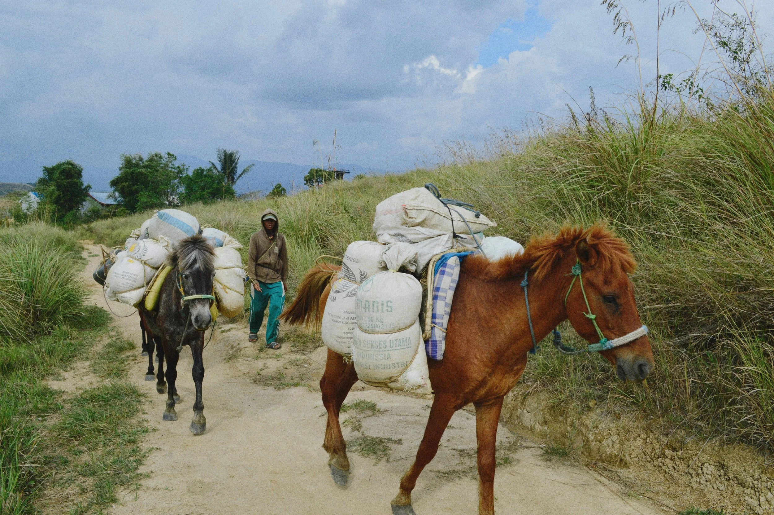 Farmer walking with two horses carrying large bags on a dirt path surrounded by grass, under a cloudy sky located in Sulawesi - Premium Indonesian Green Coffee Beans Exporter