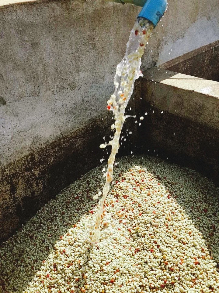 Process of Coffee Wet-hull - Premium Indonesian Green Coffee Beans Exporter