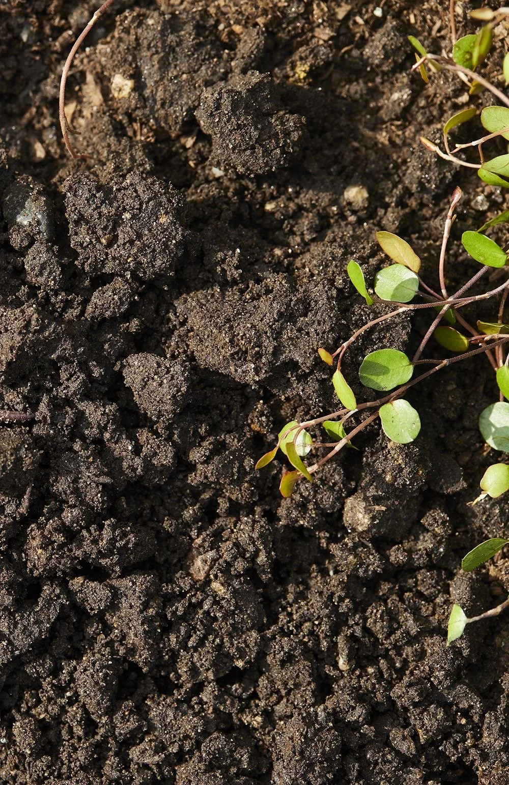 Volcanic soils and misty highlands across Sumatra Java Bali creating complex flavor profiles in premium Indonesian green coffee beans