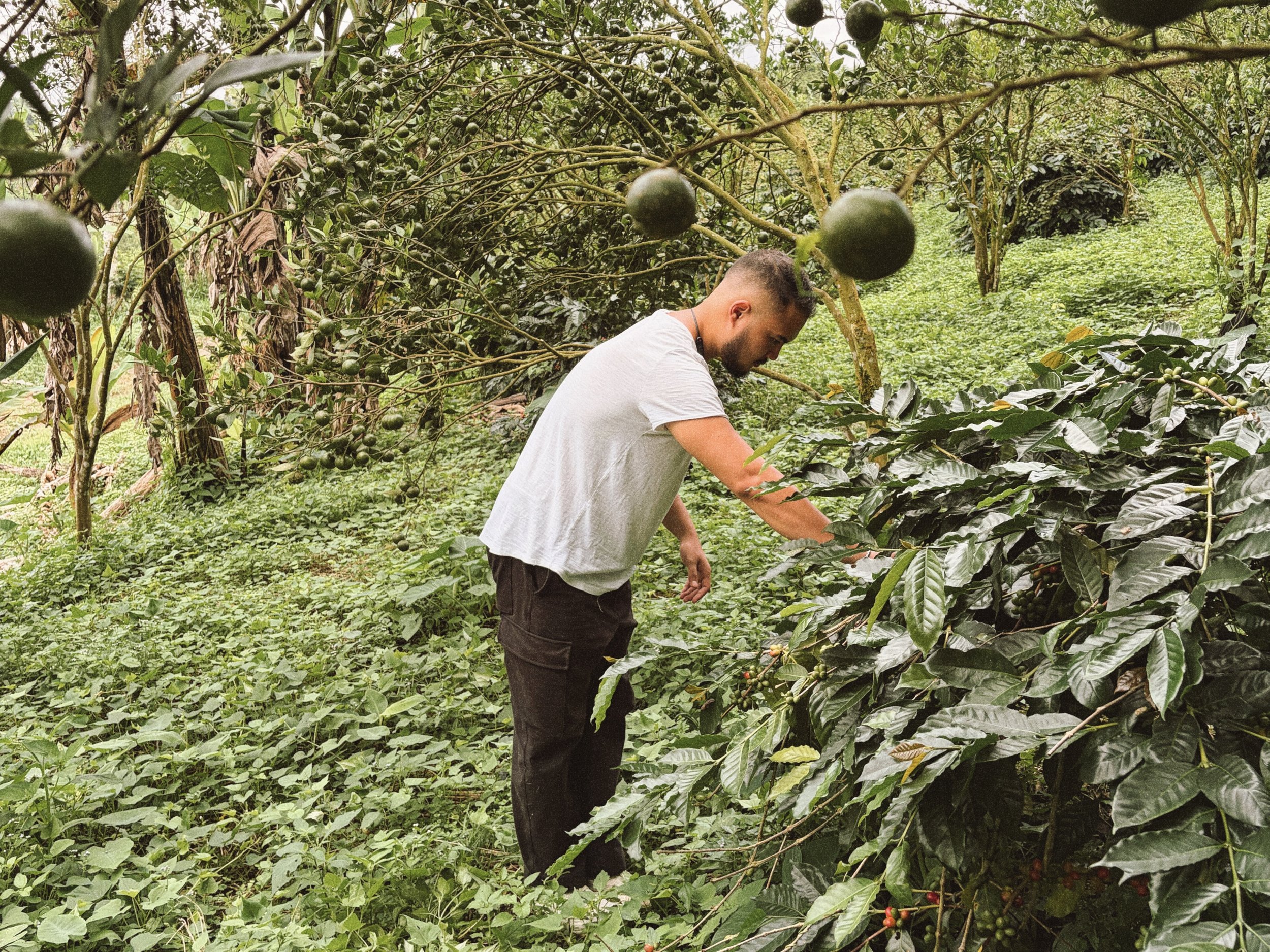 Founder Mohammed El Tayari in a coffee farm
