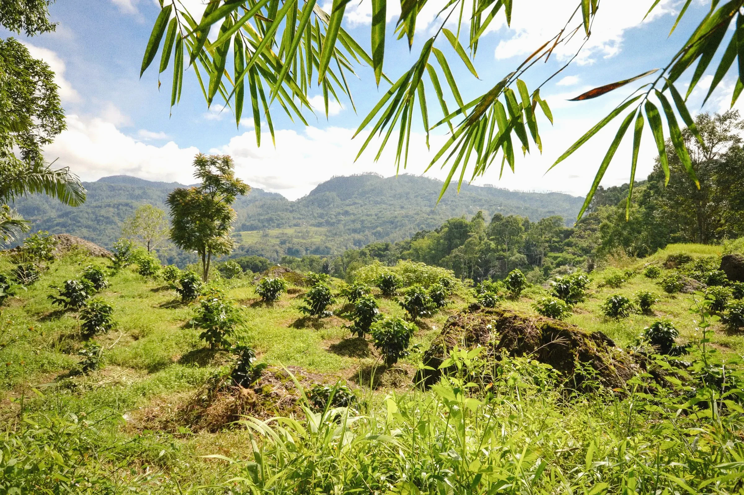 Lush green hillside with small coffee tress arranged in rows, a small coffee farm in Sulawesi - Premium Indonesian Green Coffee Beans Exporter