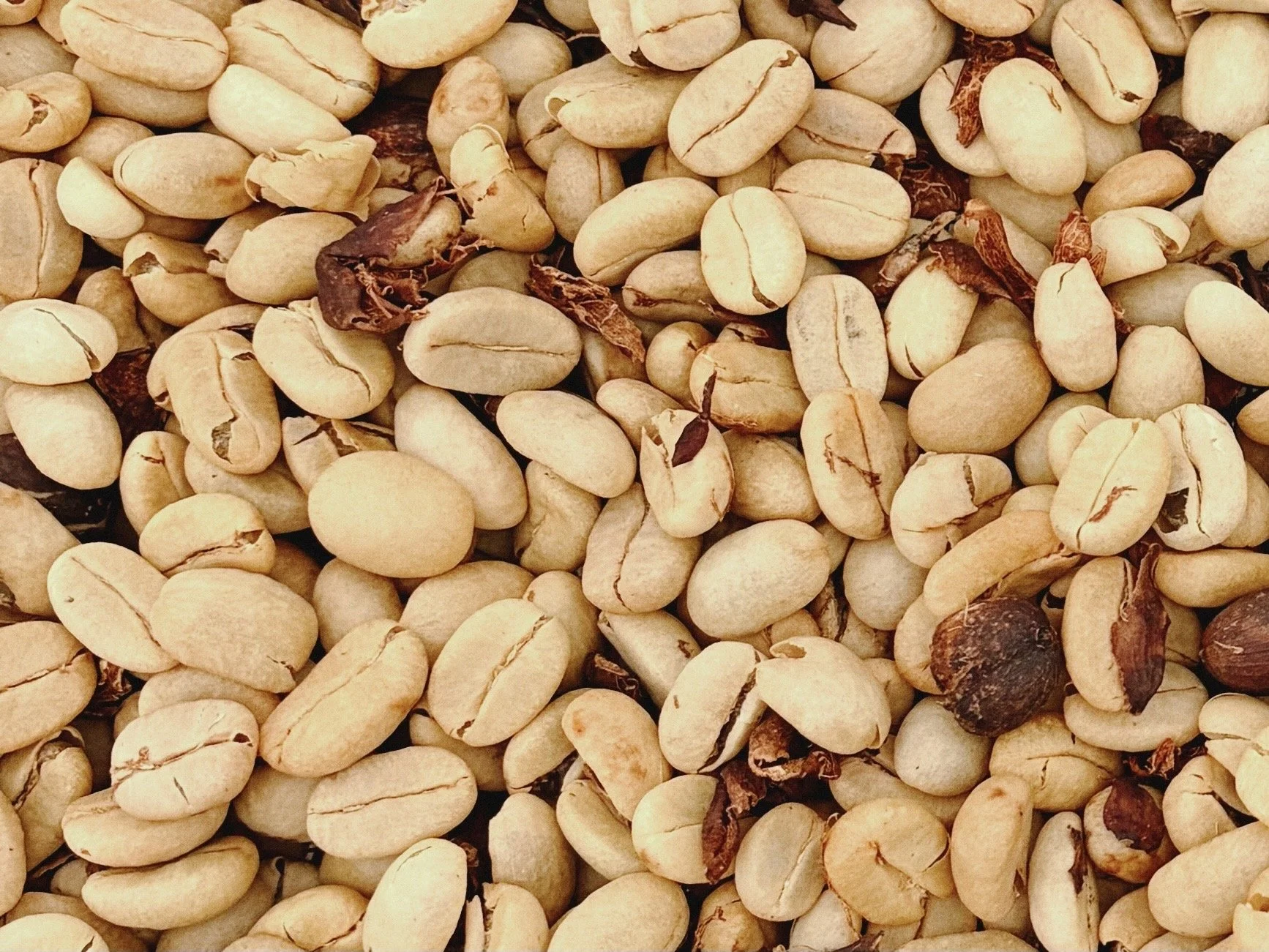 Arabica green coffee still in parchment
