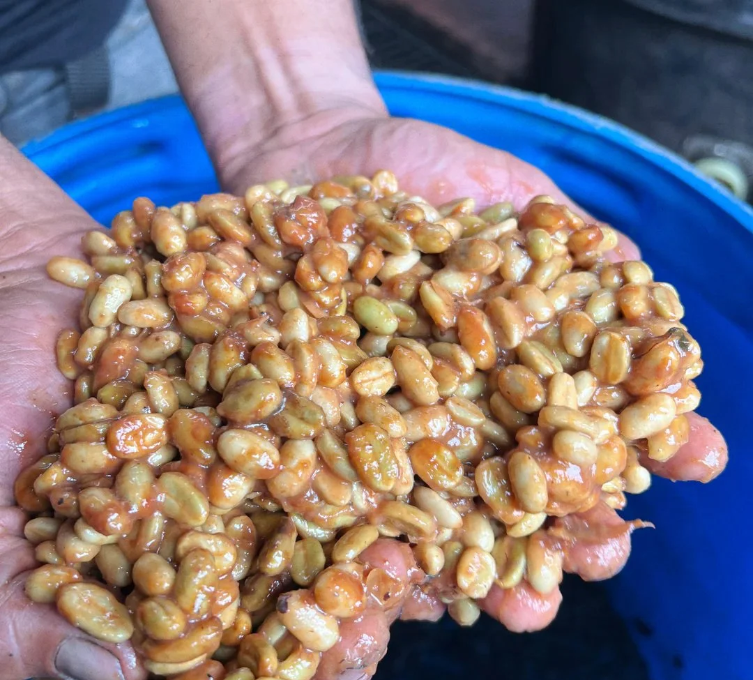 Handfuls of Kintamani Arabica specialty coffee beans fermenting in Anaerobic process tub - Premium Indonesian Green Coffee Beans Exporter