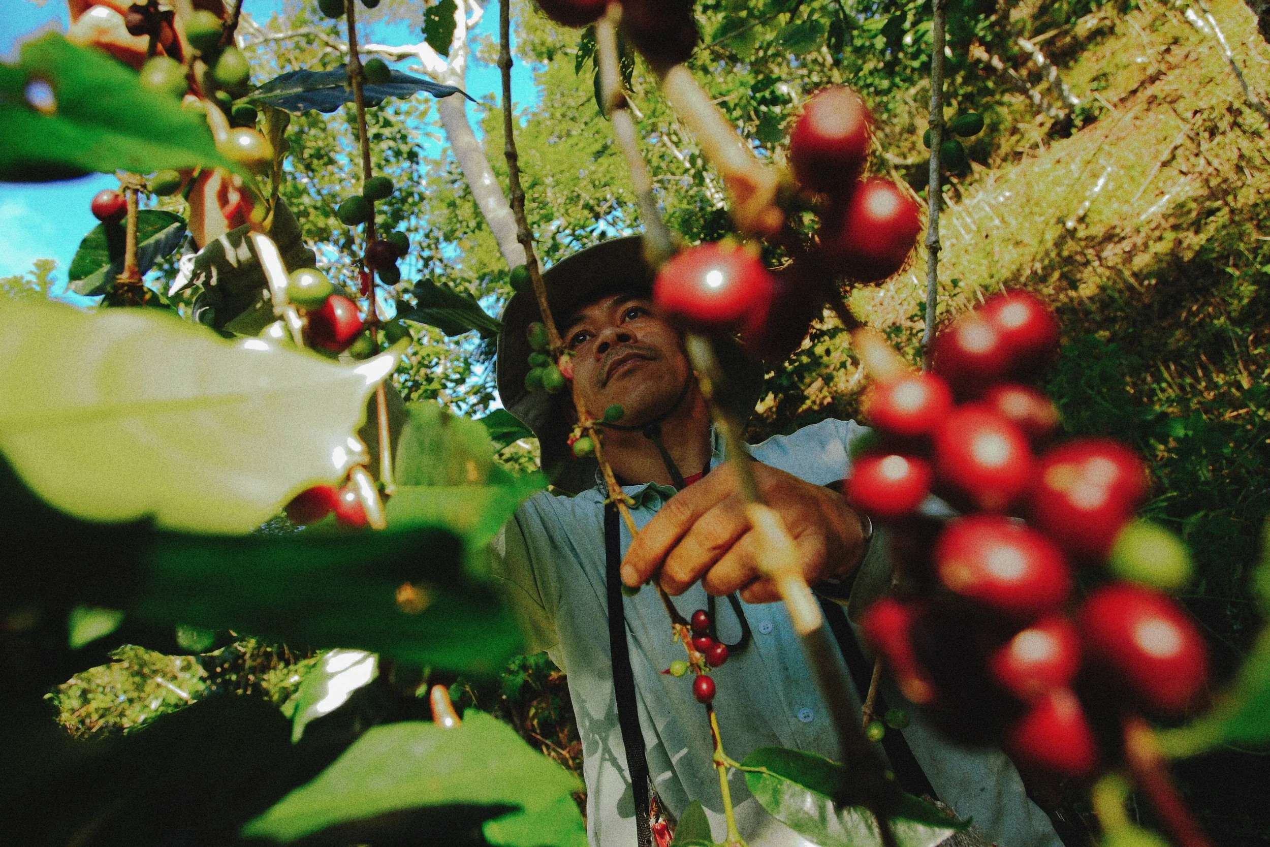 A person picking coffee cherries from a coffee plant, surrounded by green leaves and branches, outdoors during daytime.