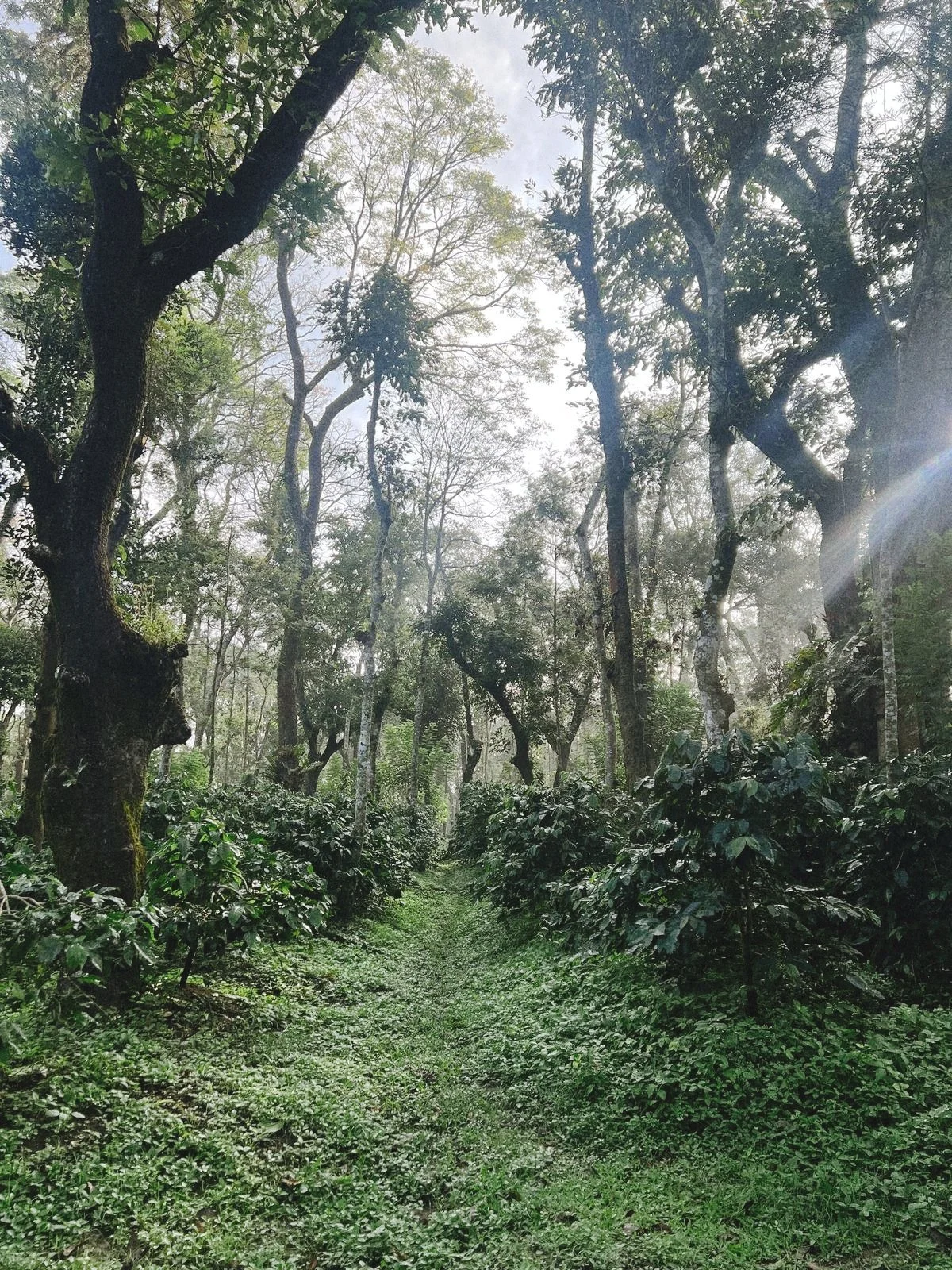 Lush green forest pathway with tall trees naturally shading the coffee trees located in East Java - Premium Indonesian Green Coffee Beans Exporter