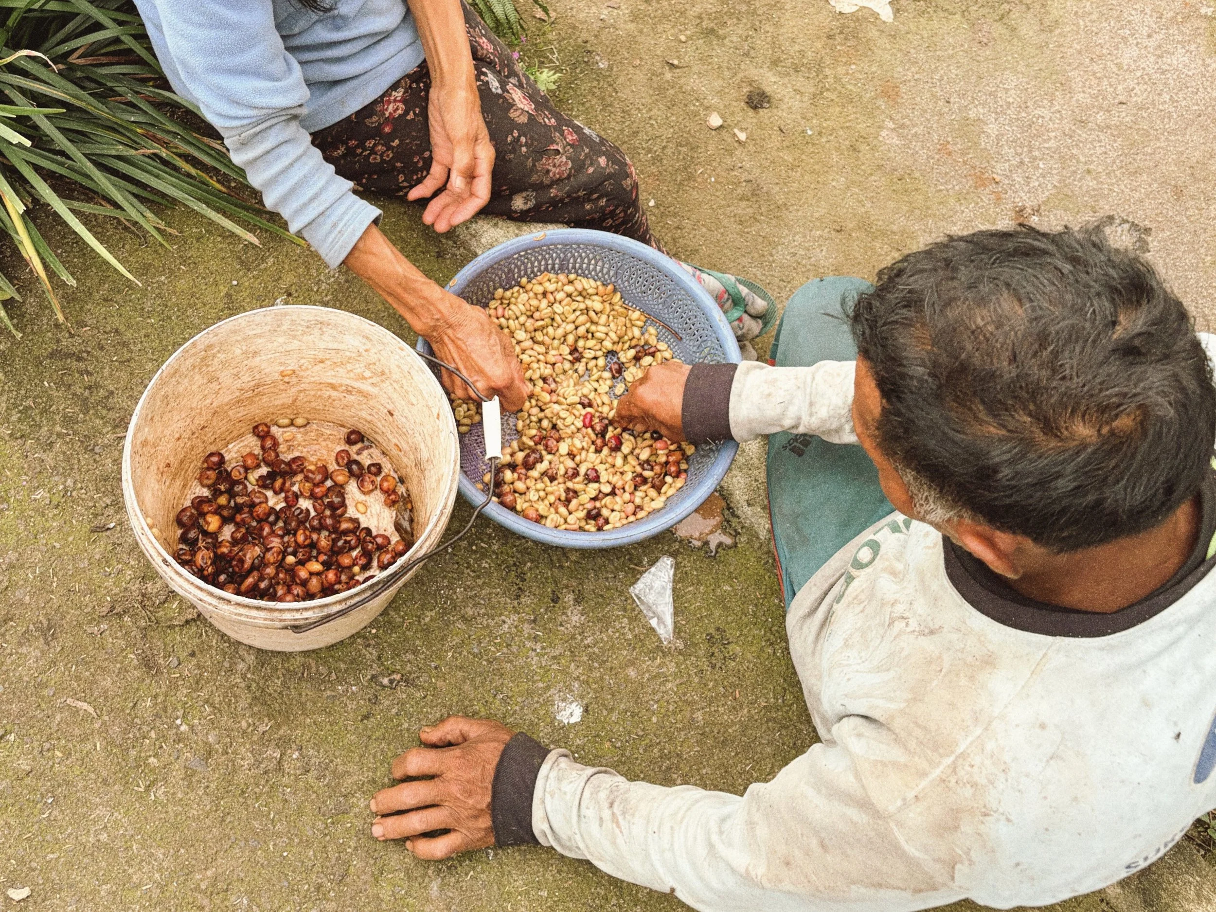 kintamani coffee hand sorting