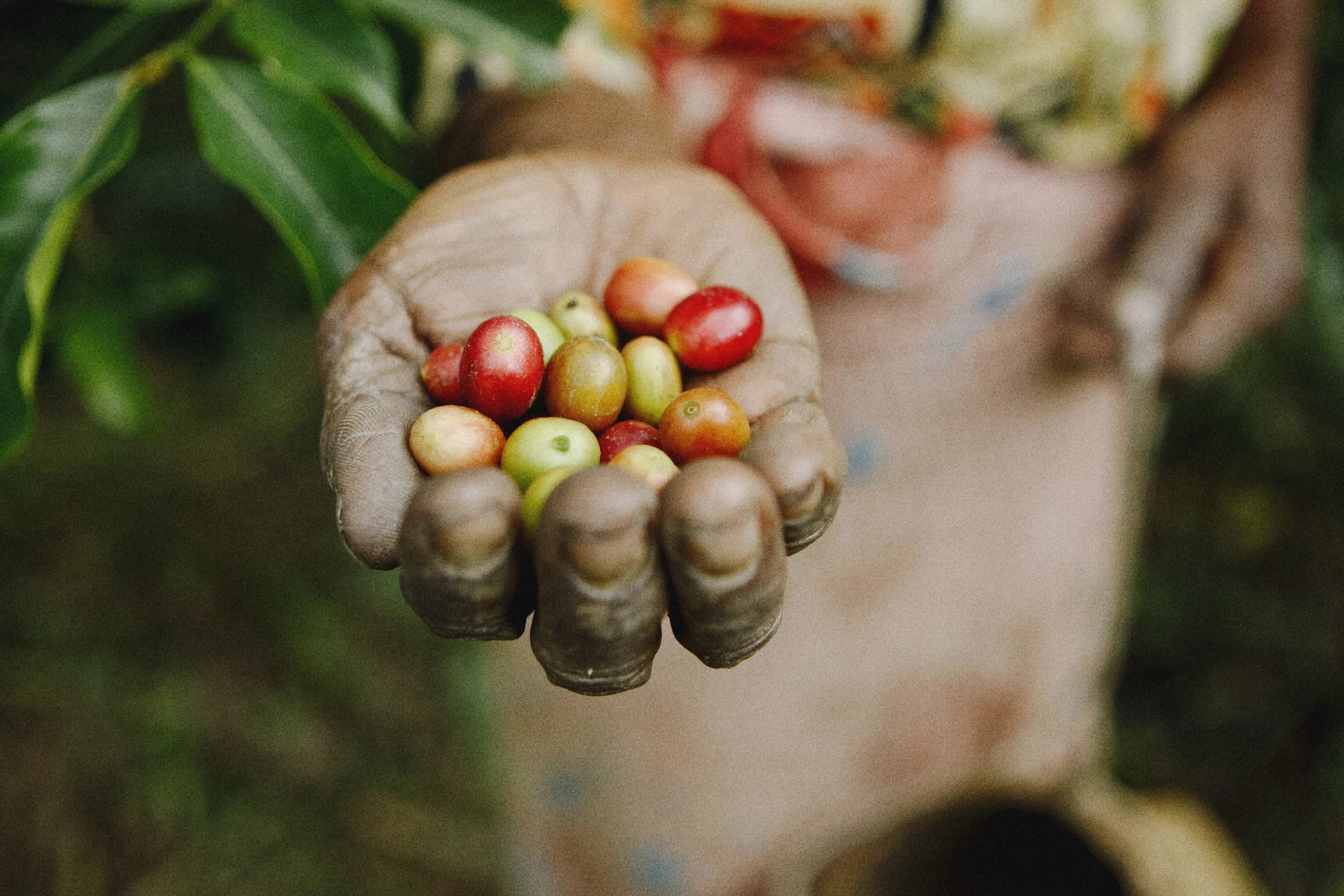 Handful of Hibrido de Timor coffee cherries - Premium Indonesian Green Coffee Beans Exporter