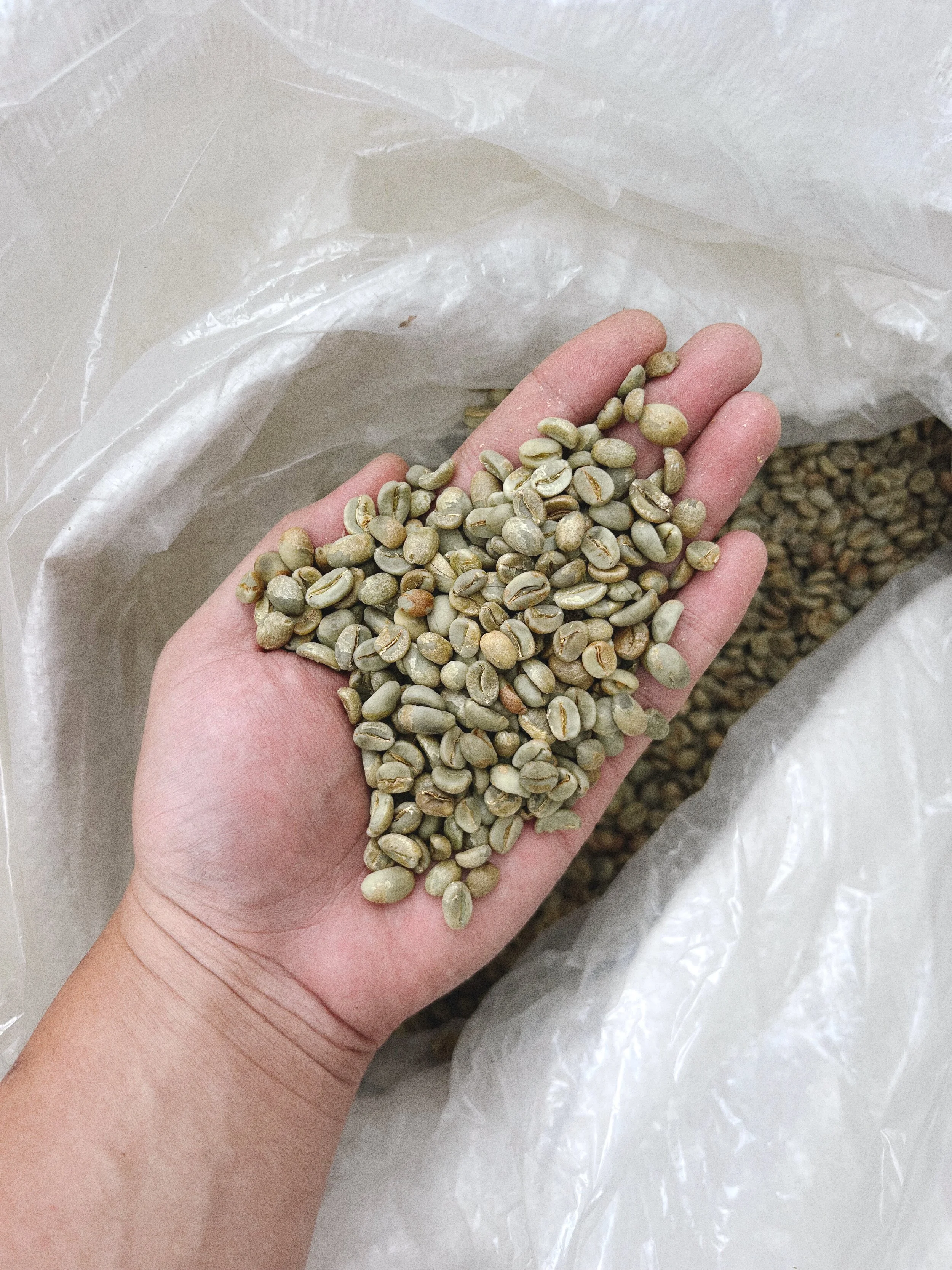 Handful of Kintamani Honey Grade 1 Arabica specialty green coffee beans above a plastic sack filled with more of it - Premium Indonesian Green Coffee Beans Exporter