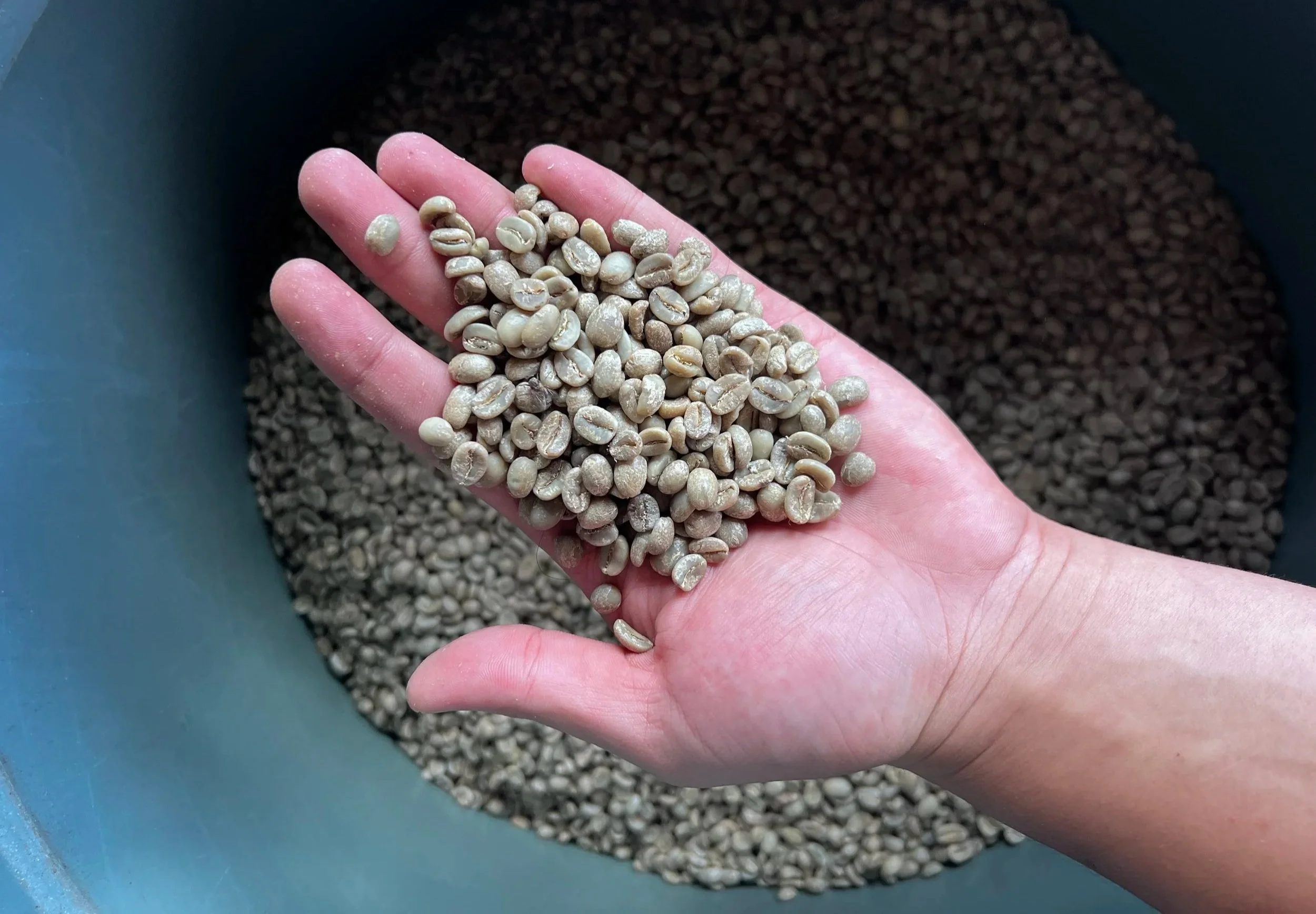 Handful of Fully washed Ijen Blue Mountain Grade 1 Arabica specialty green coffee beans above a large bucket filled with more of it - Premium Indonesian Green Coffee Beans Exporter