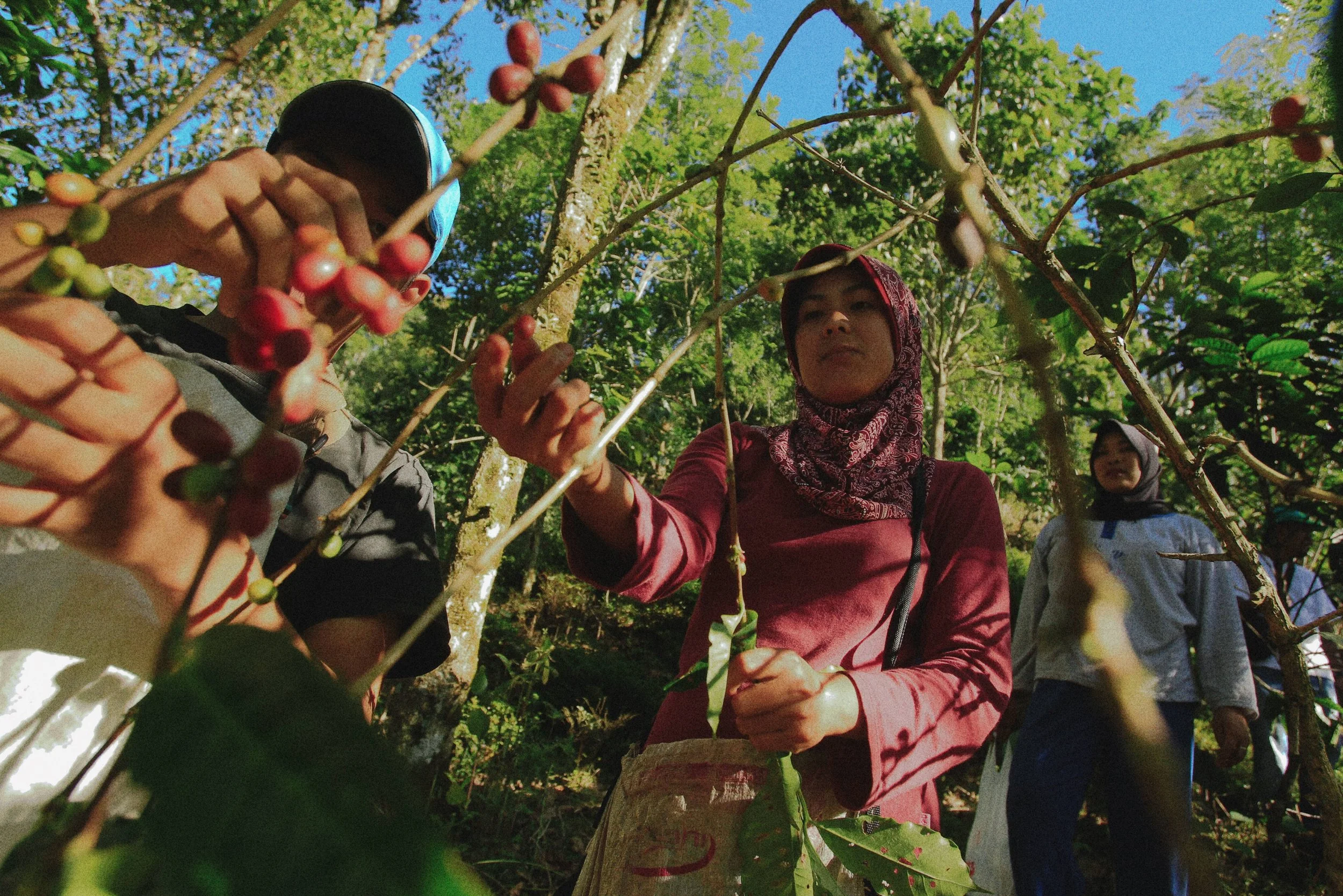 Two women in headscarves picking coffee cherries from a coffee plant in a sunny forested area, with a person in the background observing.