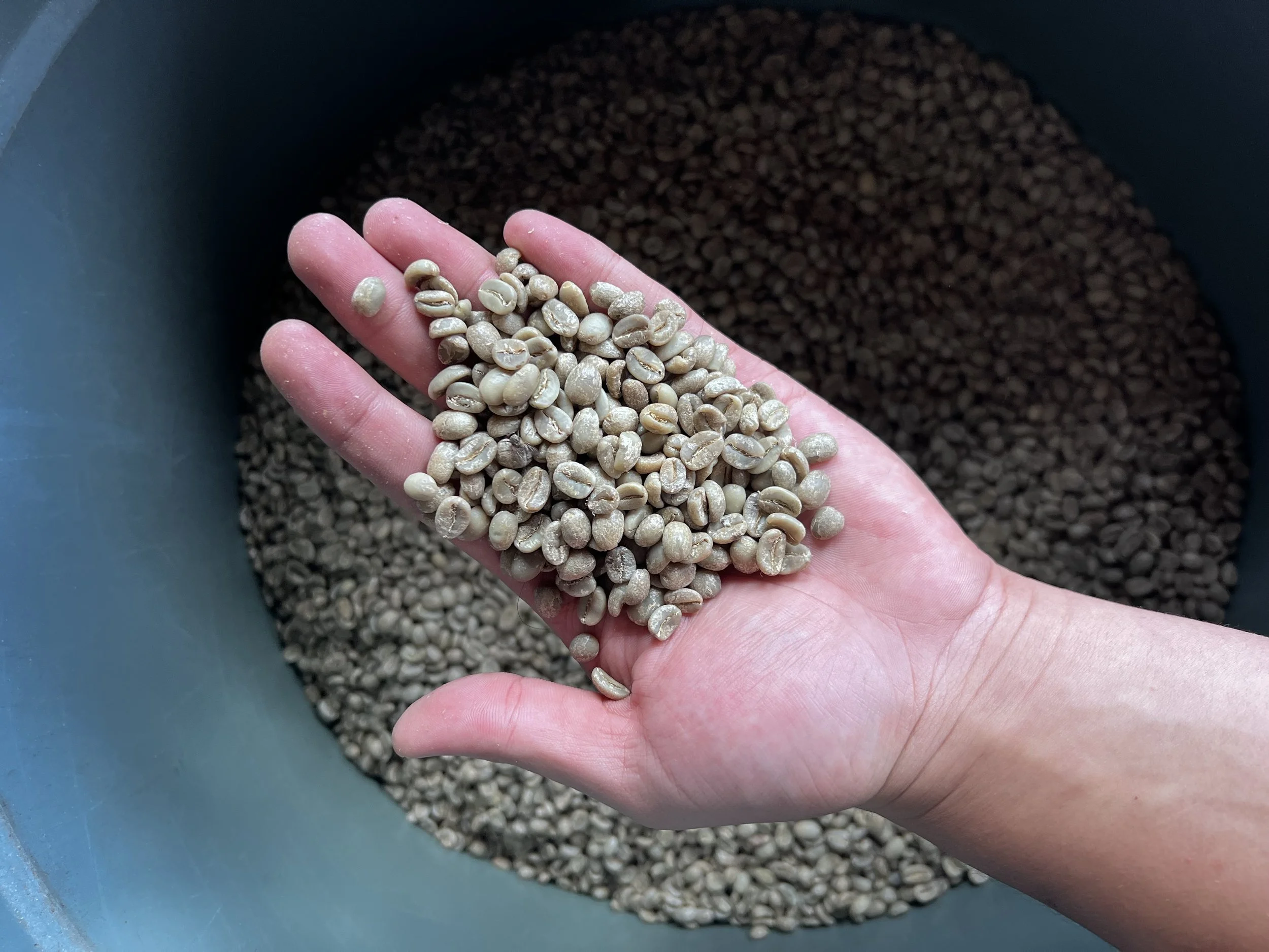 Handful of Fully Washed Ijen Blue Mountain Grade 1 Arabica specialty green coffee beans above a large bucket filled with more of it - Premium Indonesian Green Coffee Beans Exporter