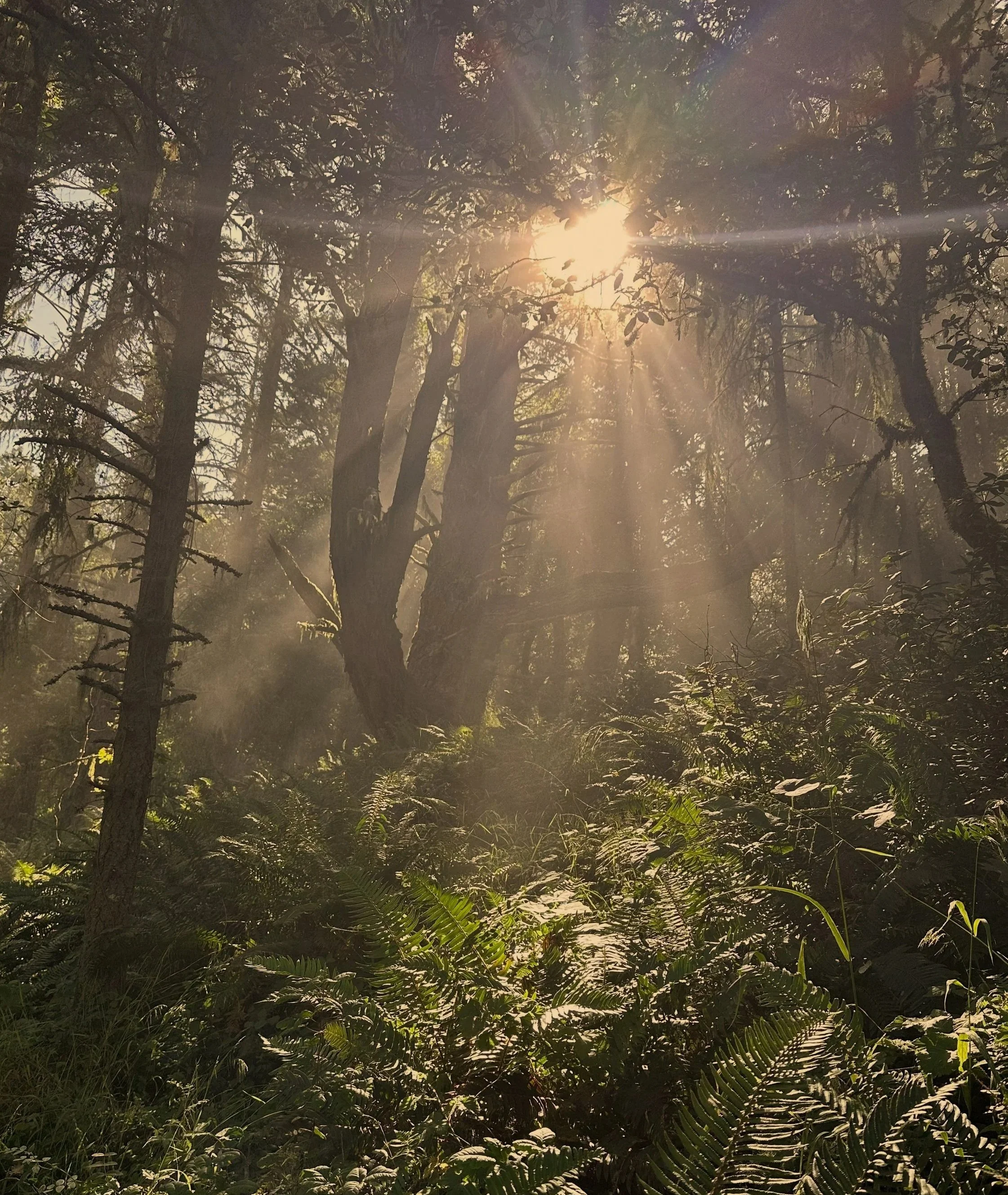 Sunlight shining through dense trees and fog in a forest with lush green plants. Insight emerging through clouded vision, clarity, stillness, intuition.