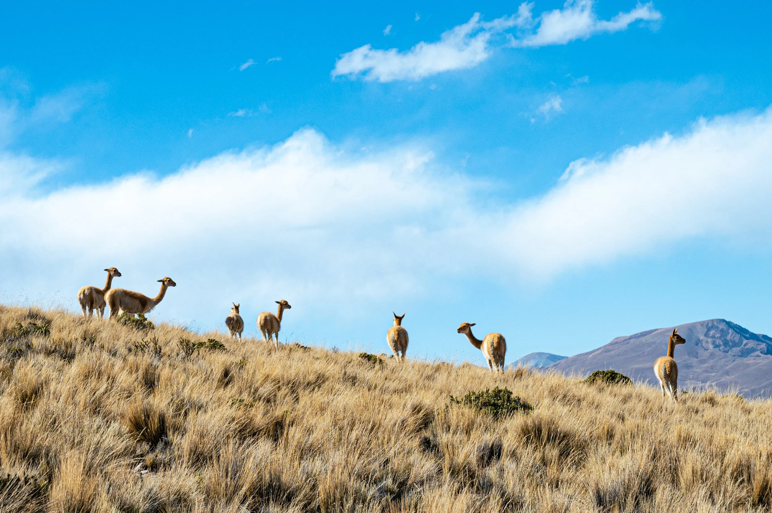 220801_220804 Watson Salta and Jujuy Trip-138.jpg
