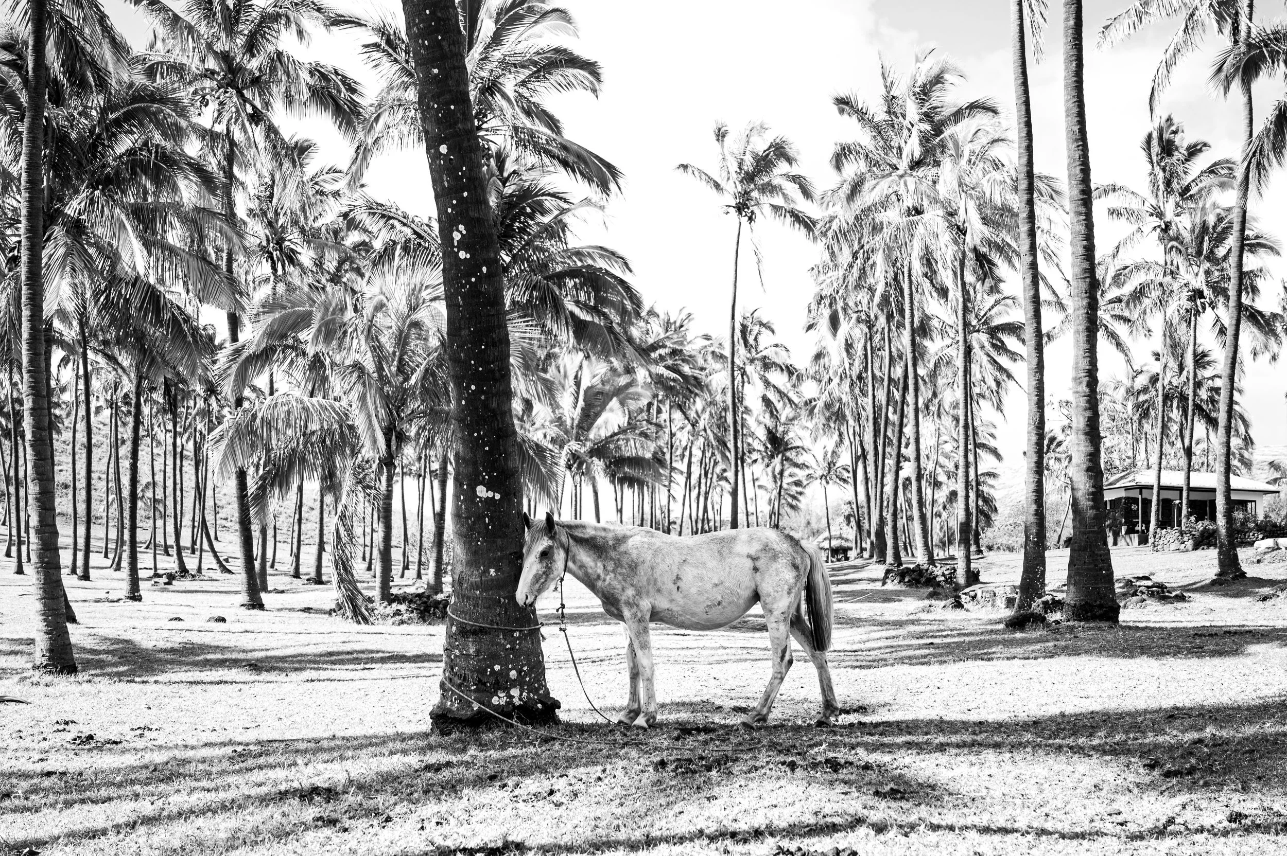 220909_220912 Watson Easter Island-2.jpg