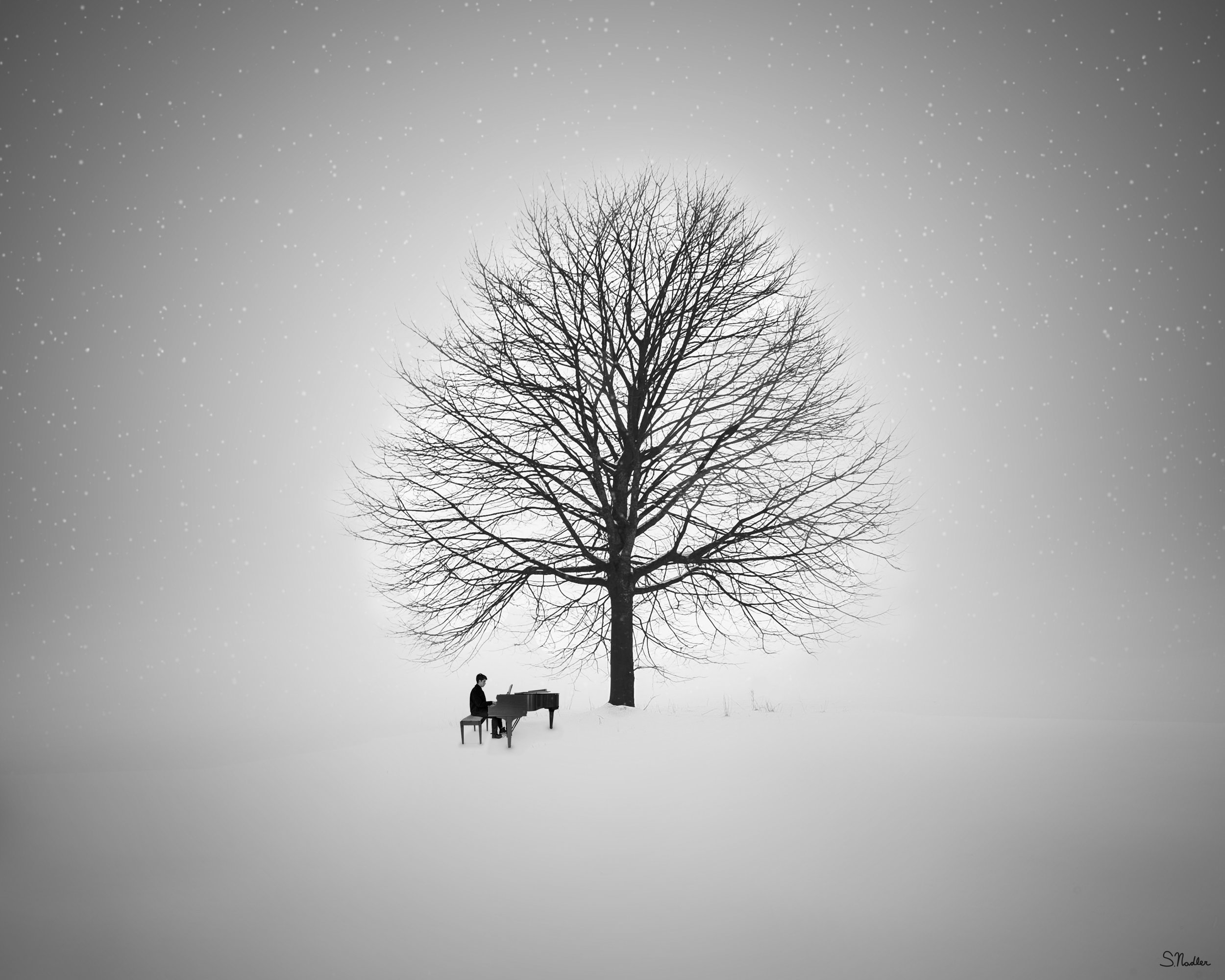 Piano Tree_SN.jpg
