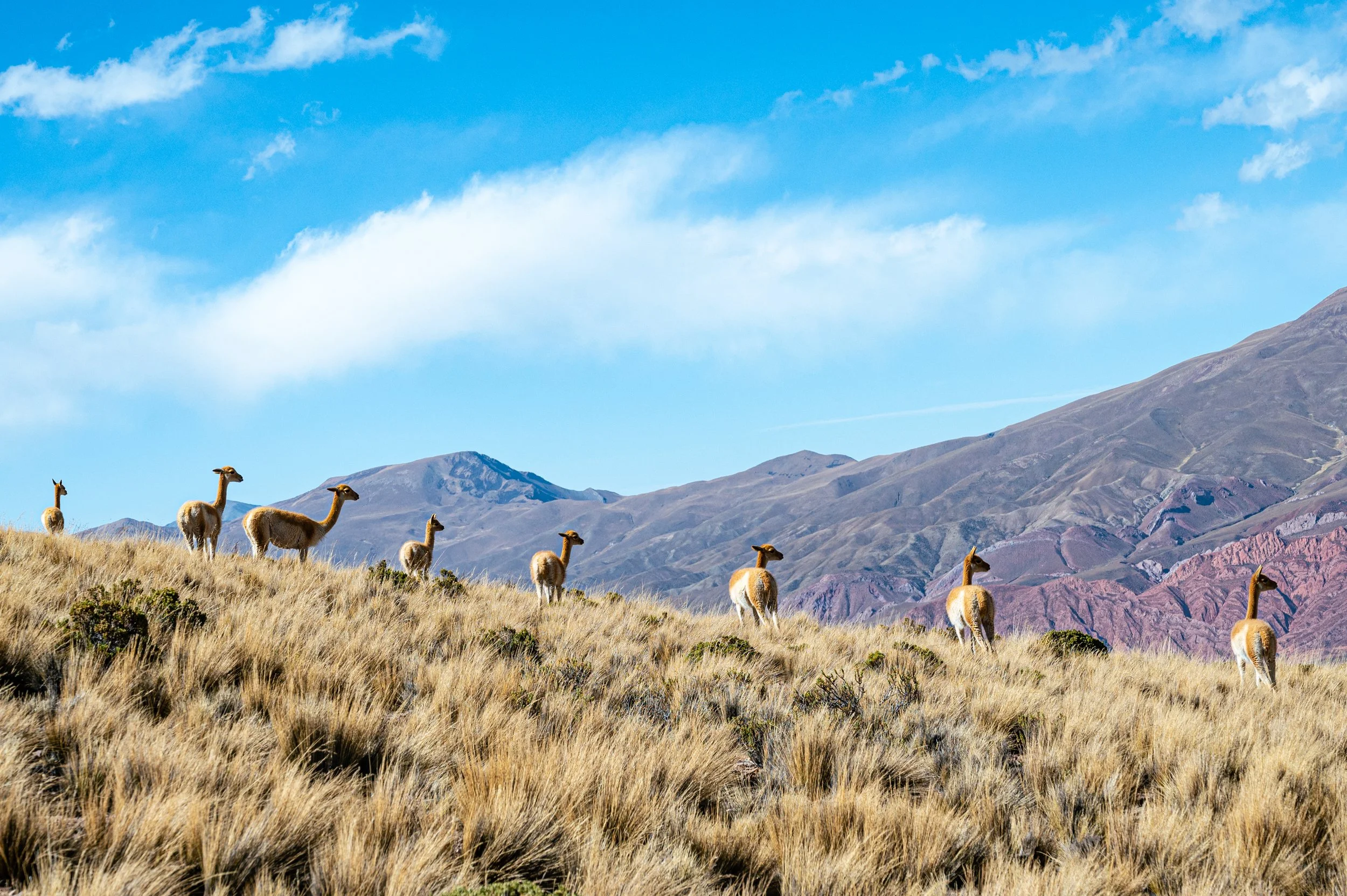 220801_220804 Watson Salta and Jujuy Trip-140.jpg