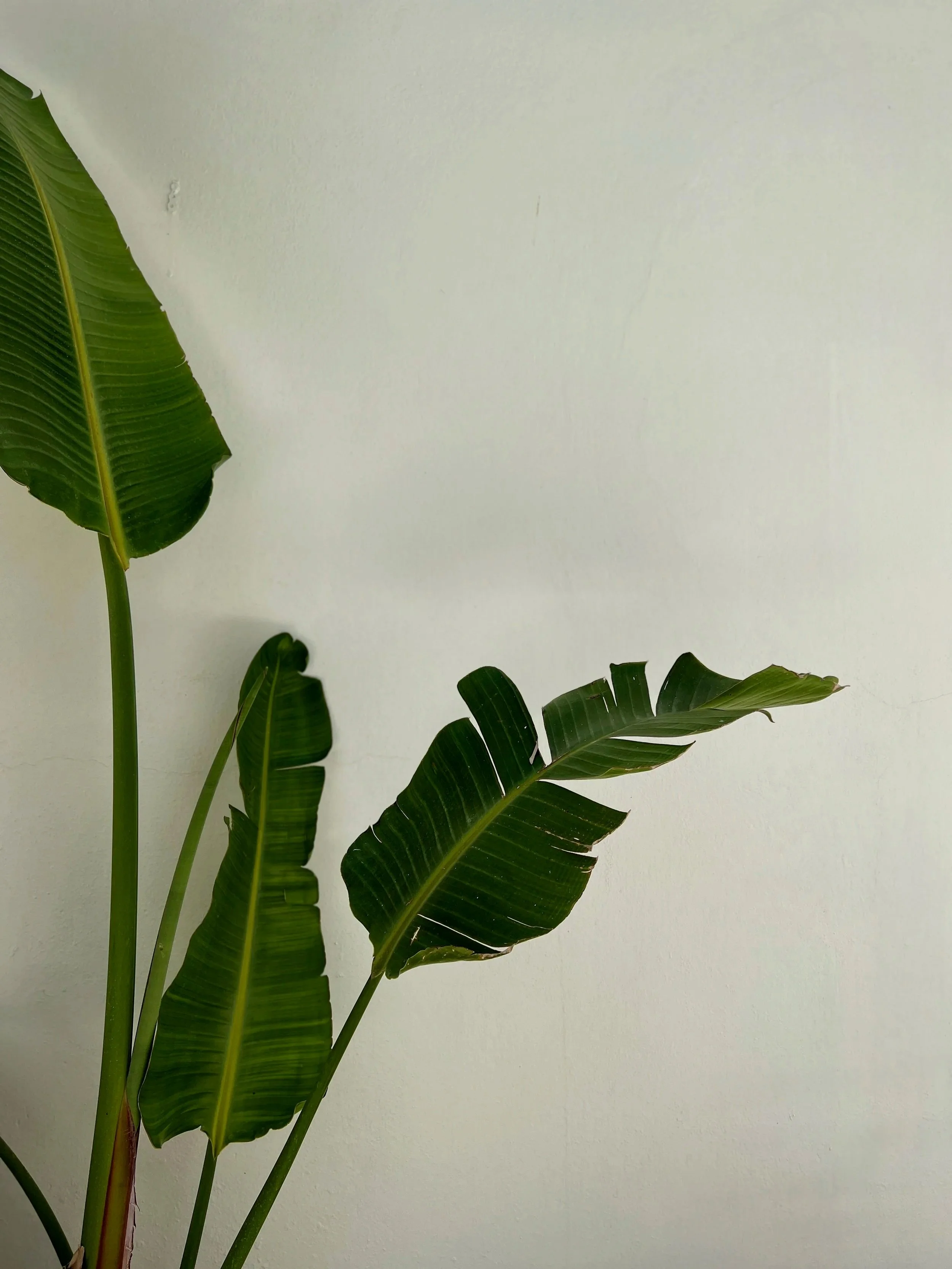 Green banana plant leaves against a plain white wall background.