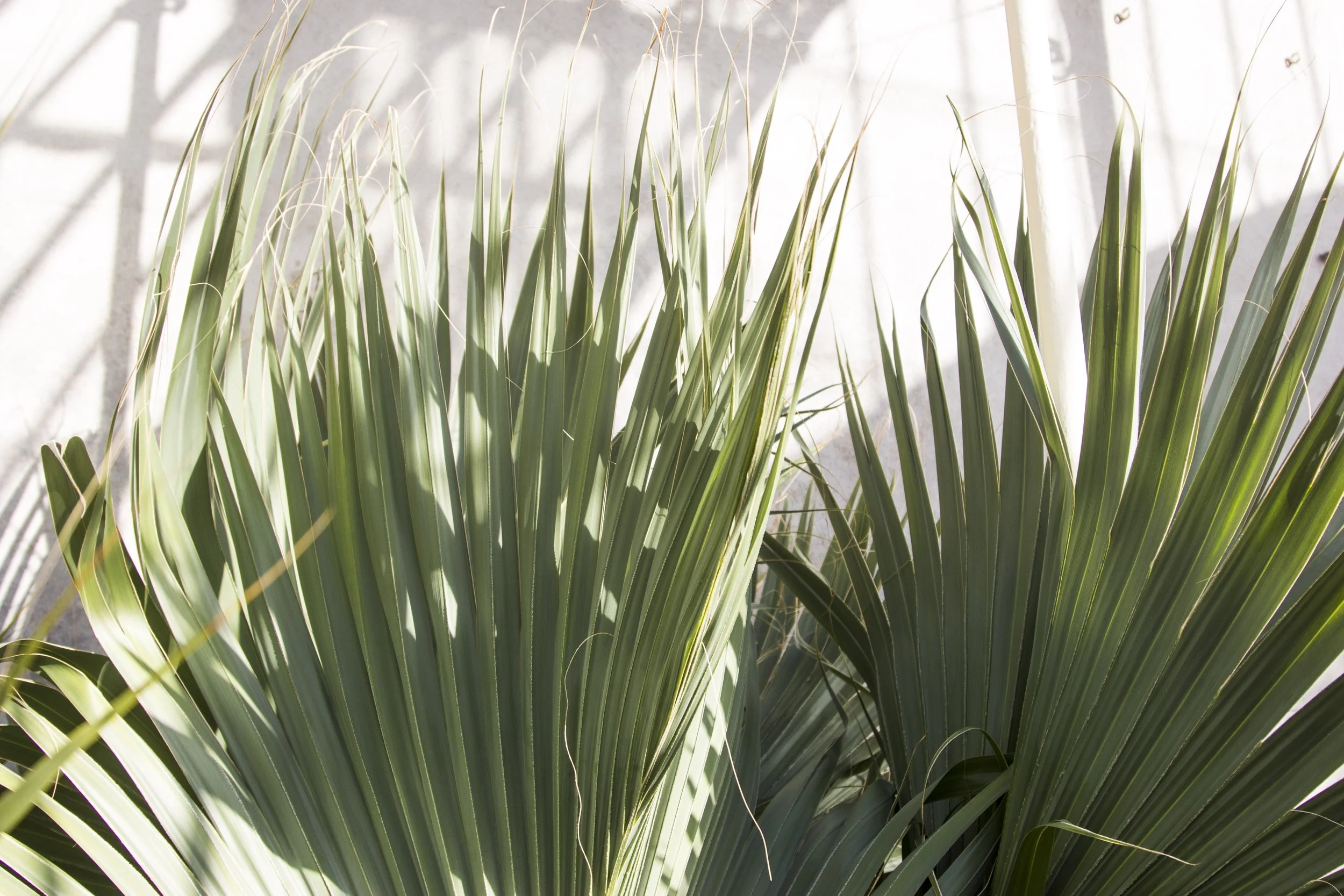 Close-up of green ornamental grass with long, narrow blades against a bright background.