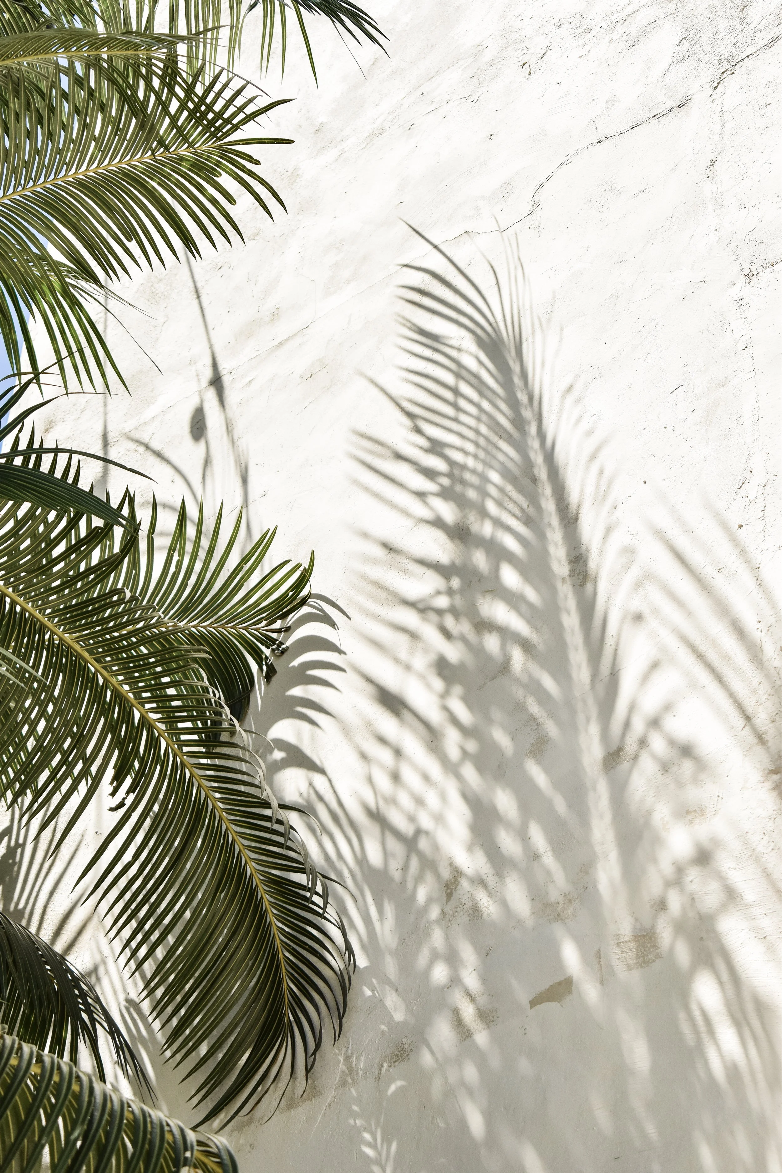 Shadow of palm leaves on a white textured wall.